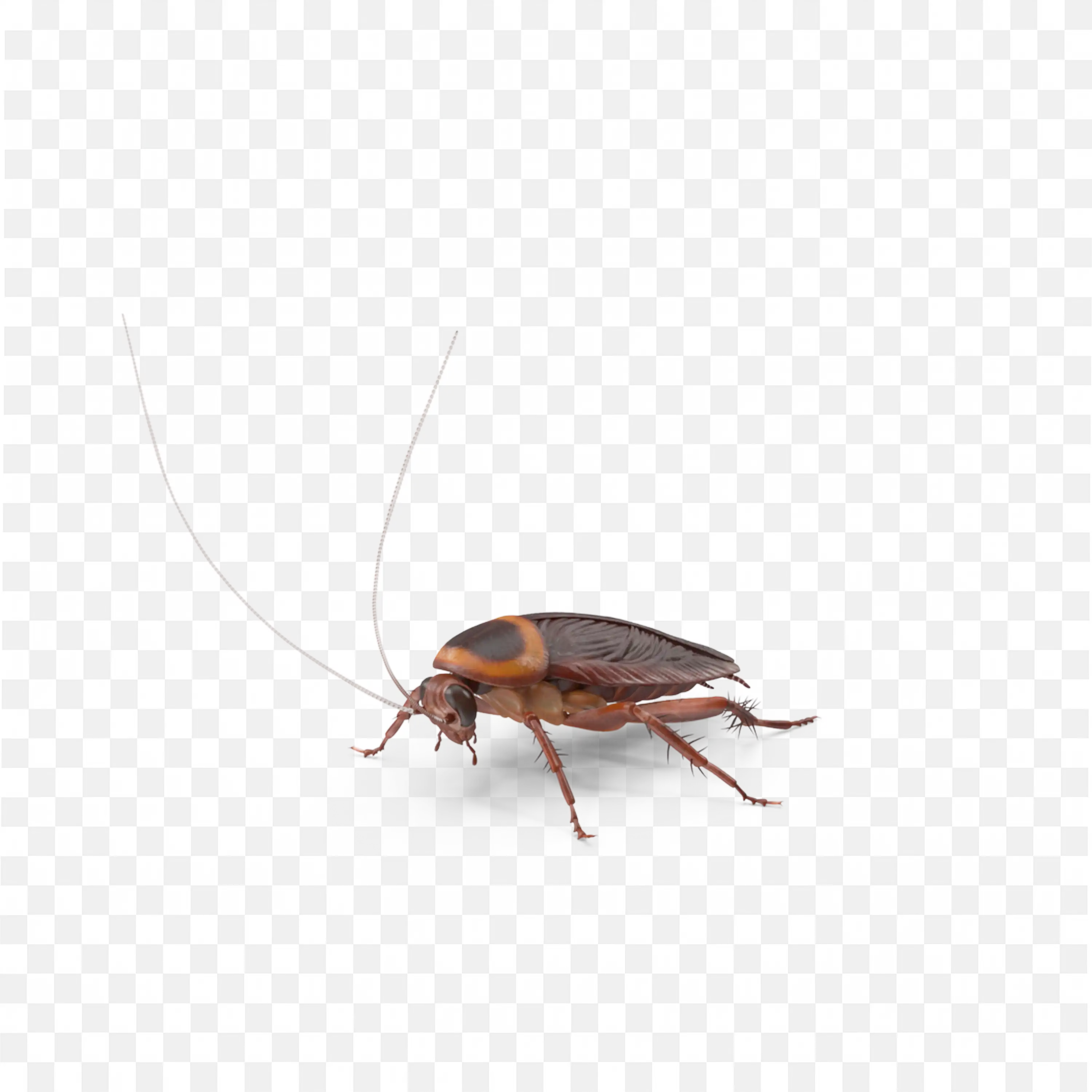 Small Roach on White Background Top View Transparent