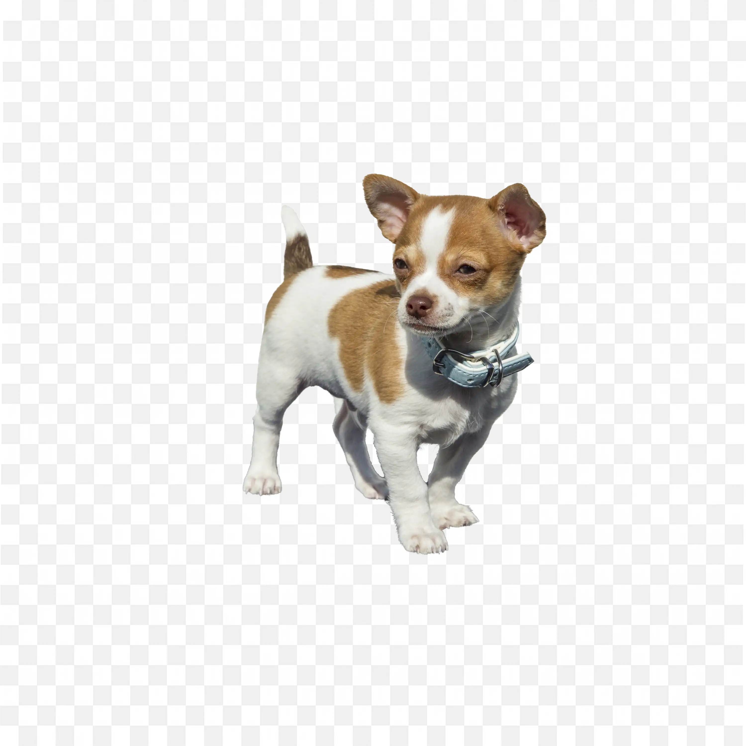 Small Terrier Dog Standing imageTransparent PNG Download