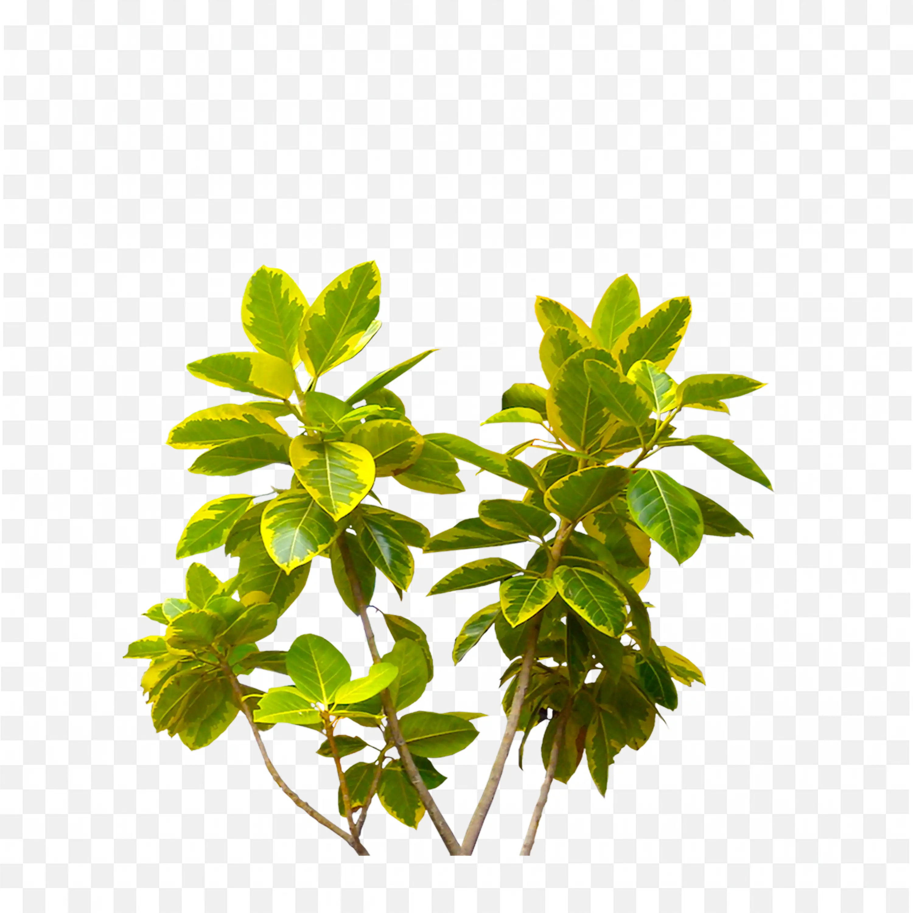 Small Tree PNG Realistic Green Leafy Sapling Clipart