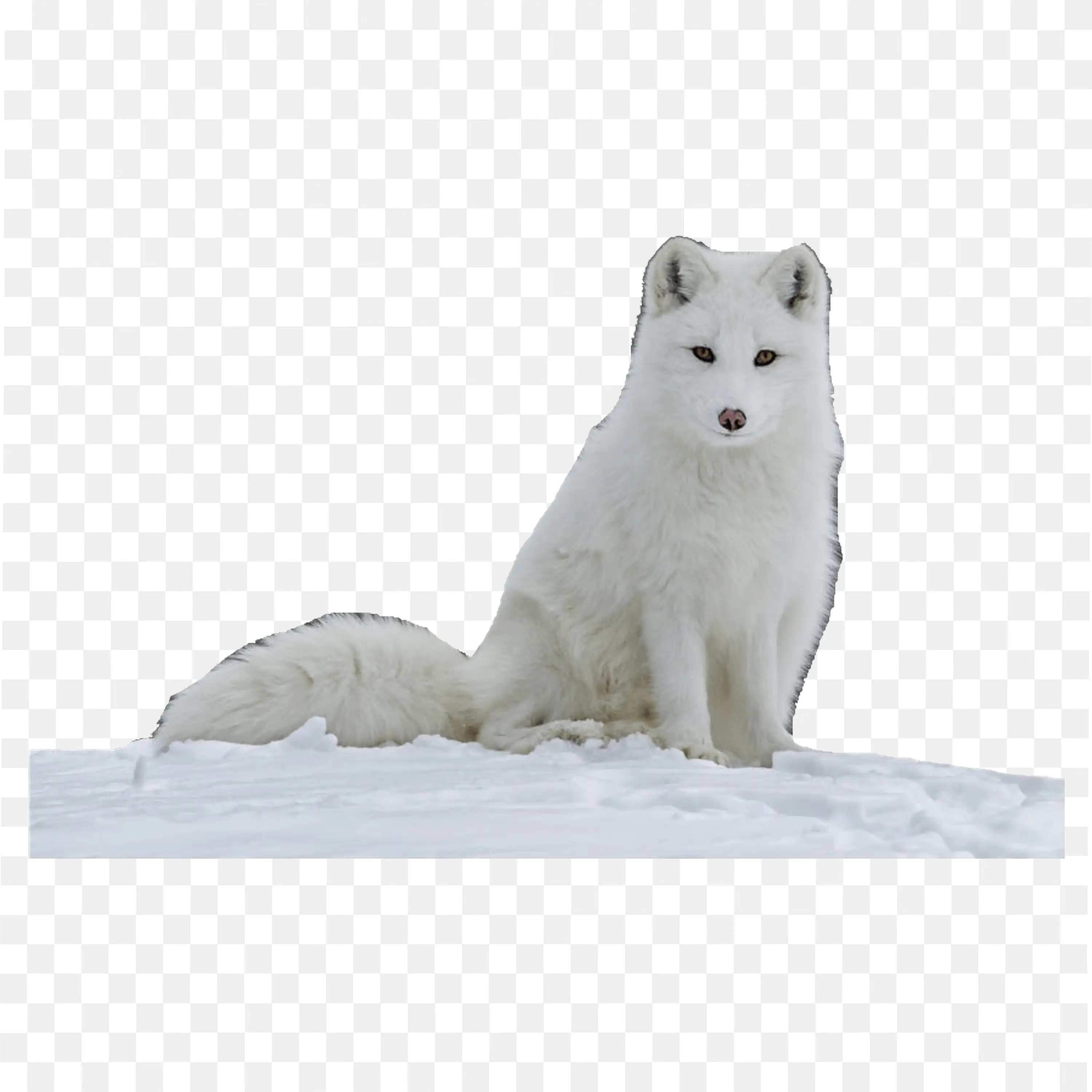 Small White Fox Clip Art Standing Arctic Nature Animal PNG