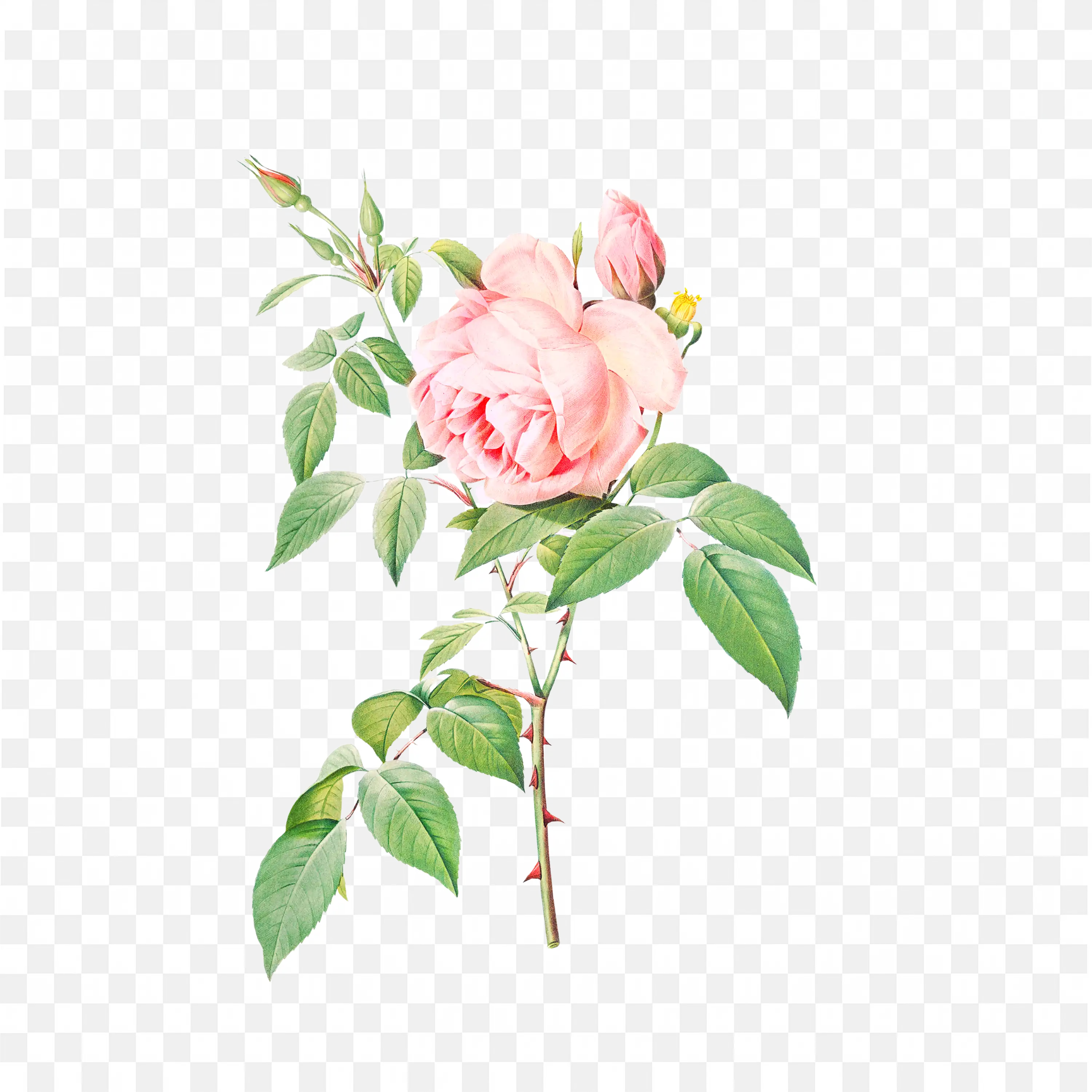 Soft Pink Rose with Leaves Watercolor Floral Illustration