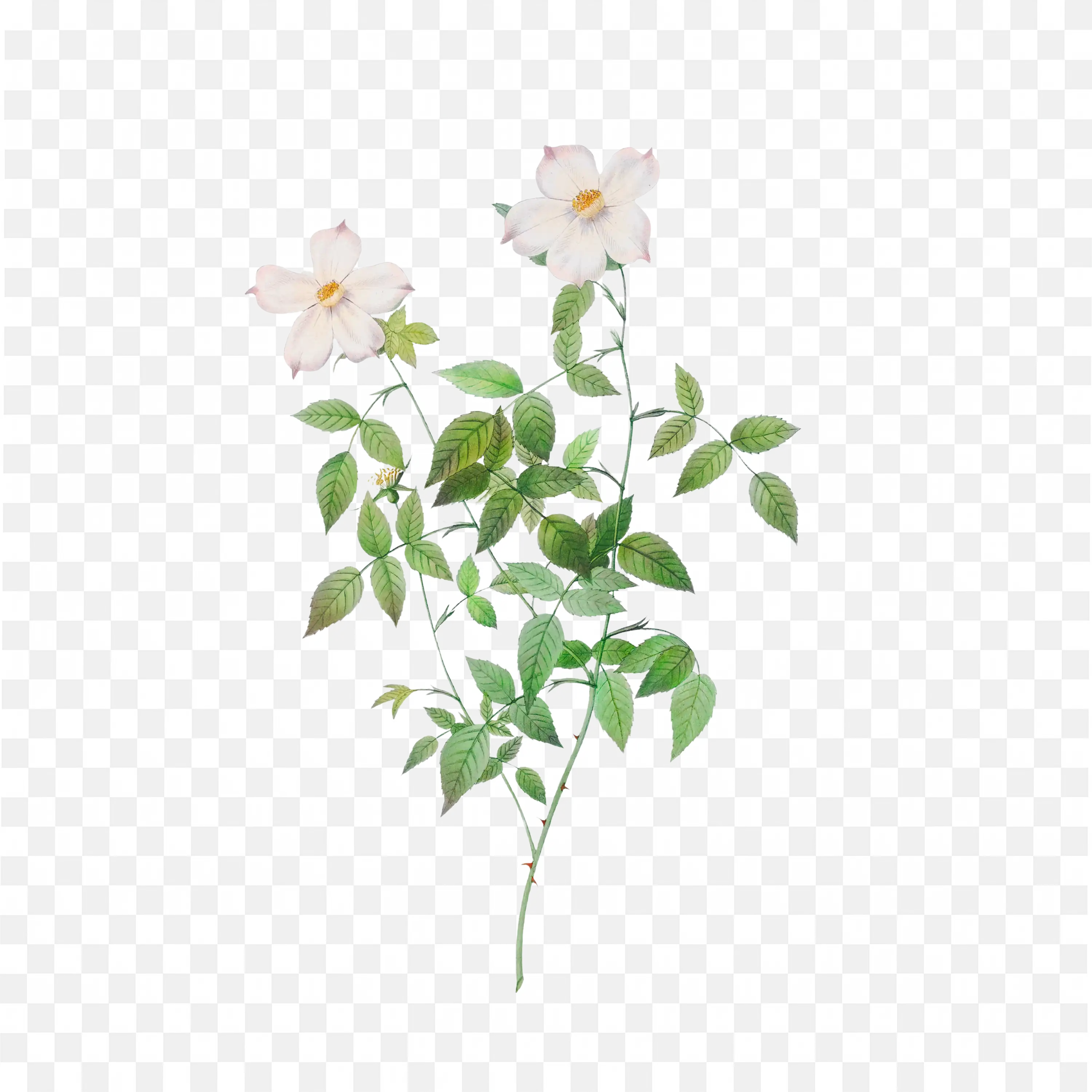 Soft White Blooming Flower Stem with Pale Green Leaves