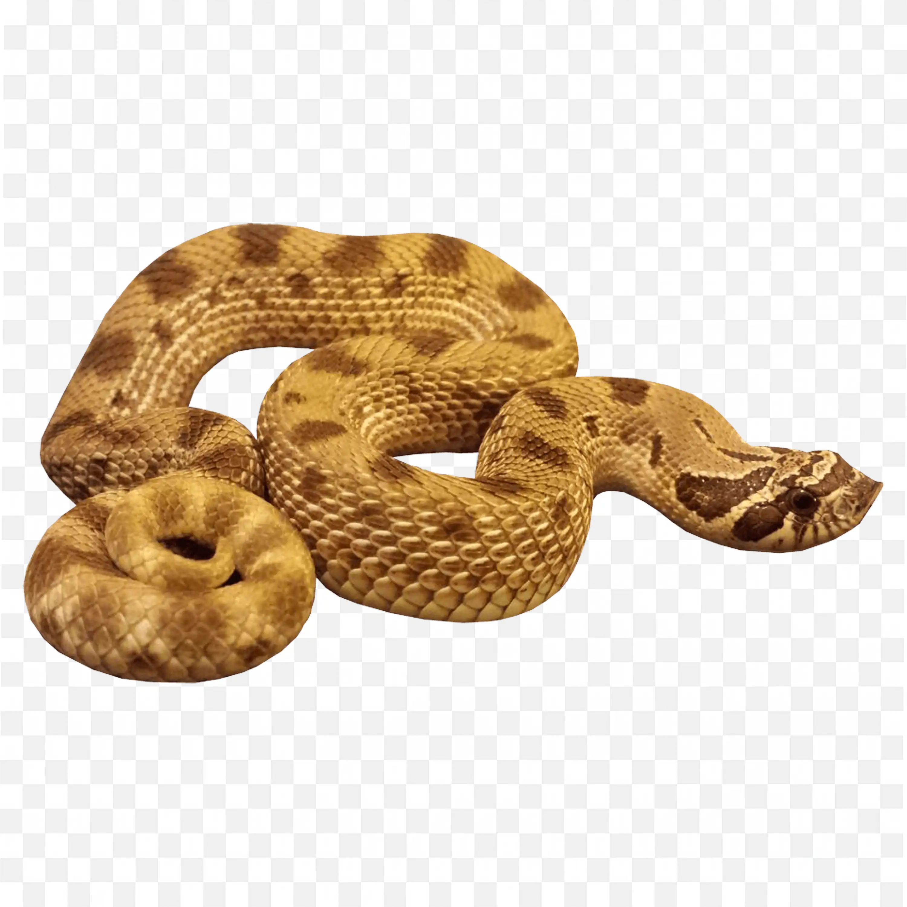 Speckled Rattlesnake Nature Clip Art Venomous Snake Coiled