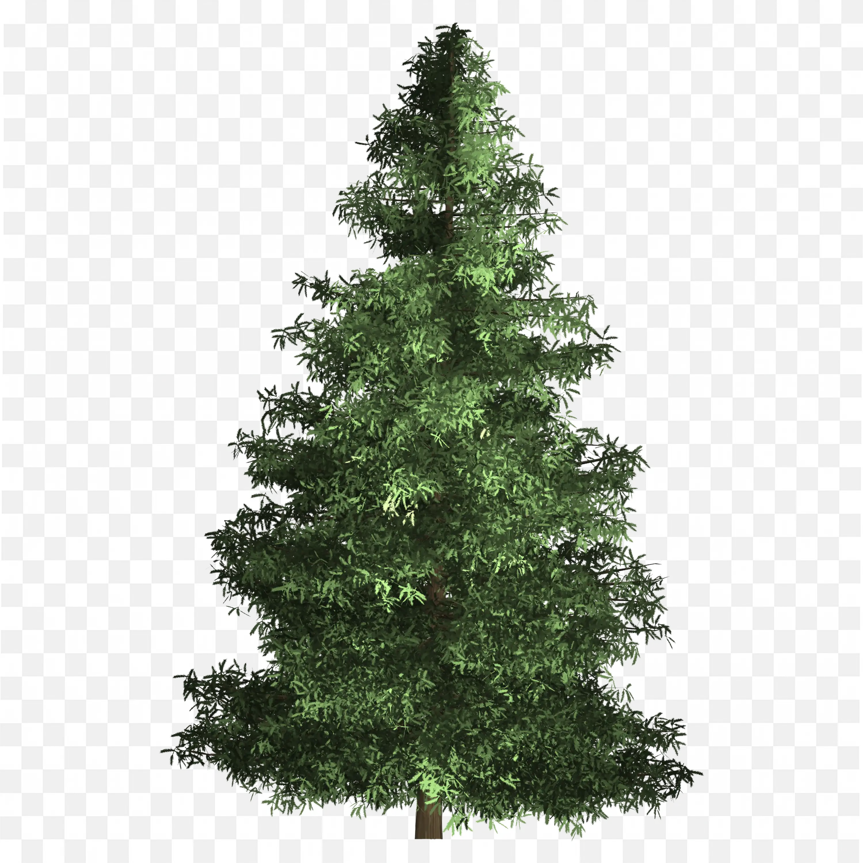 Spruce Tree PNG Images Evergreen Transparent Clipart