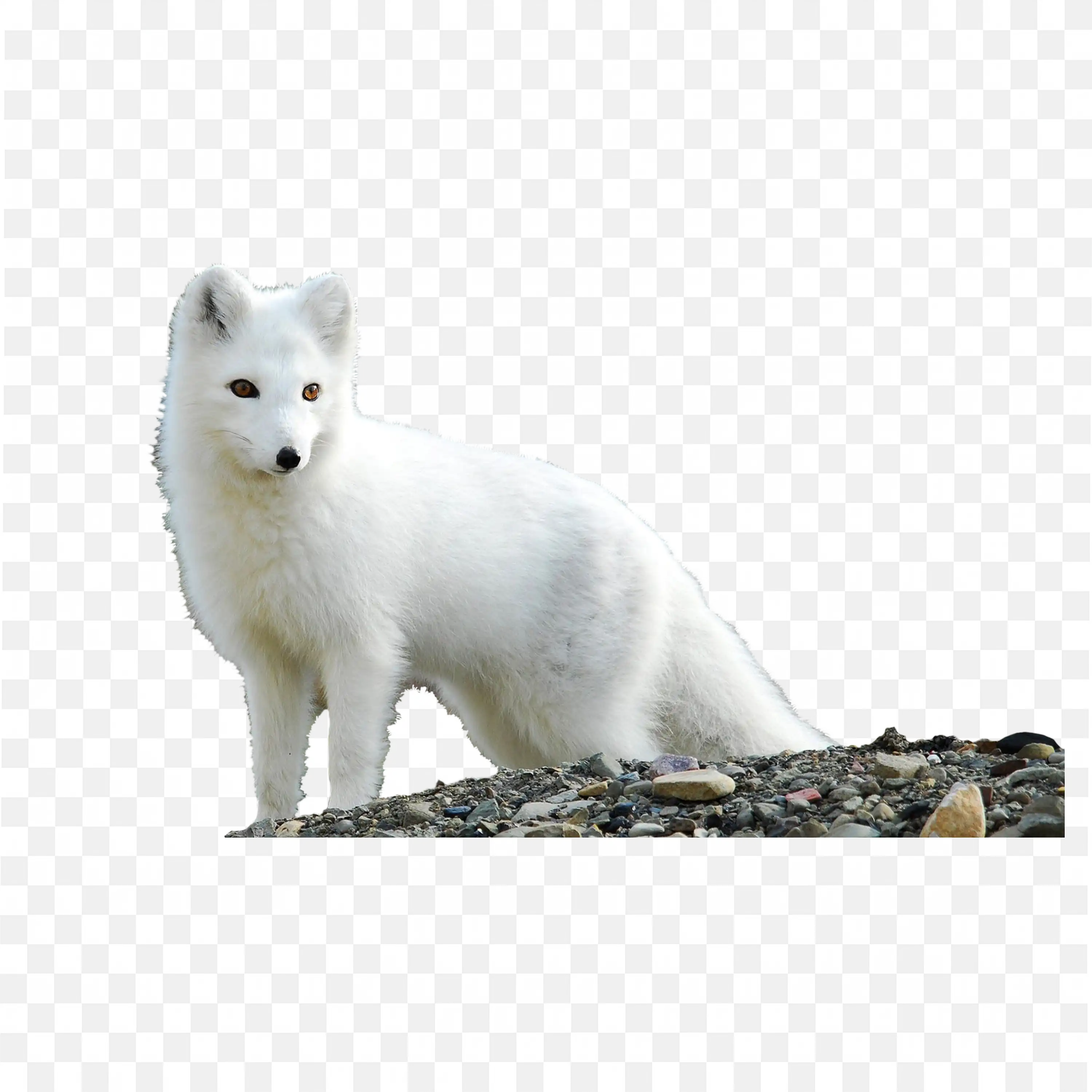 Standing Arctic Fox Clip Art Realistic Winter Animal Art