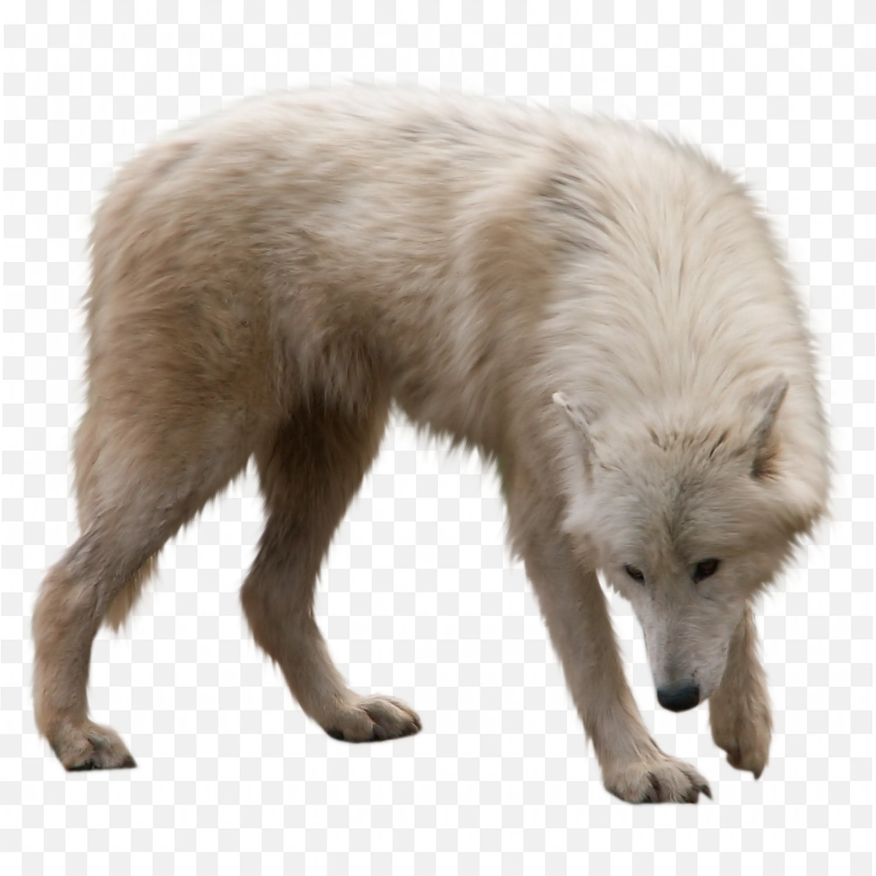 Standing Arctic Fox Clip Art Realistic Winter Nature Art