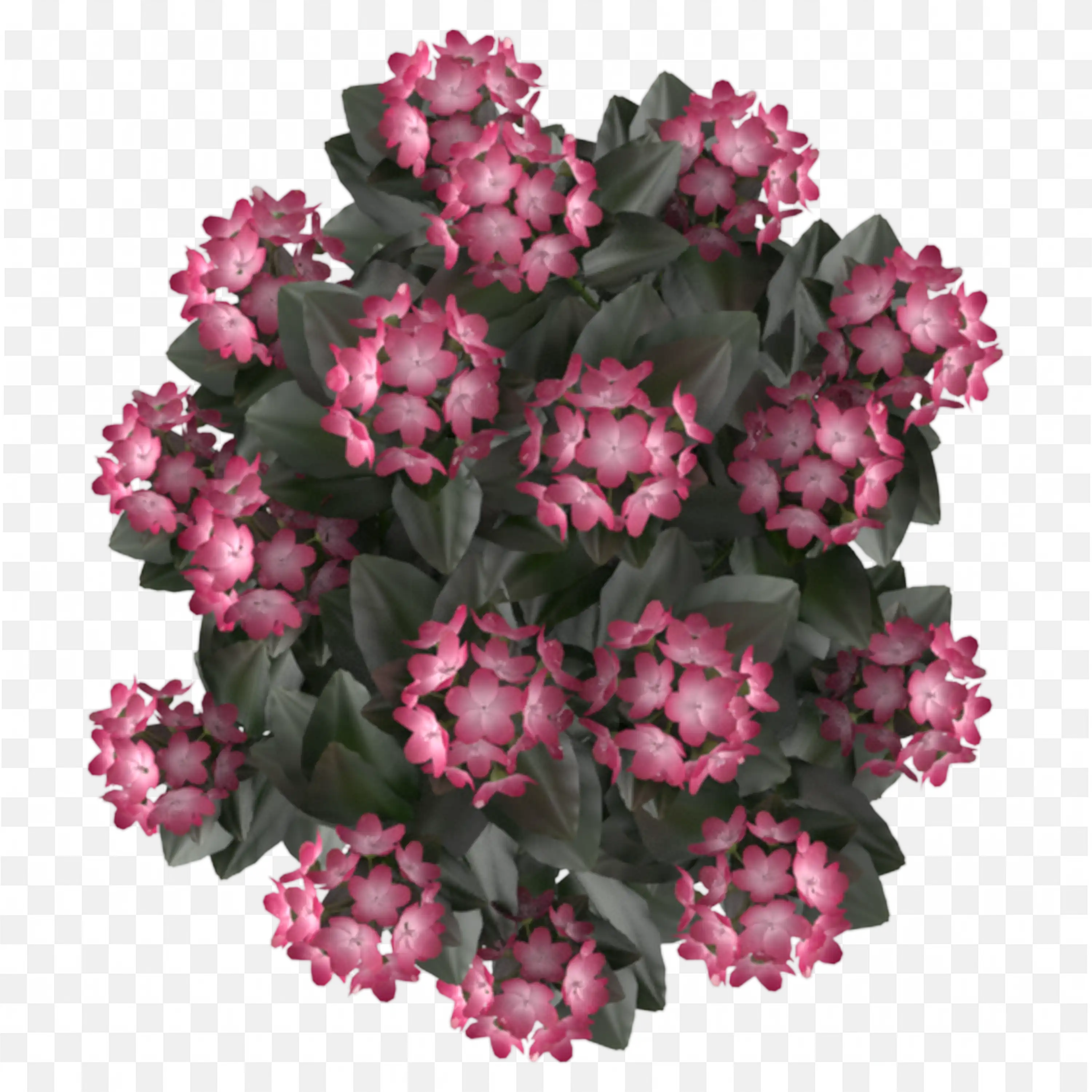 Succulent Plant Cluster with Pink Rosettes Nature Element