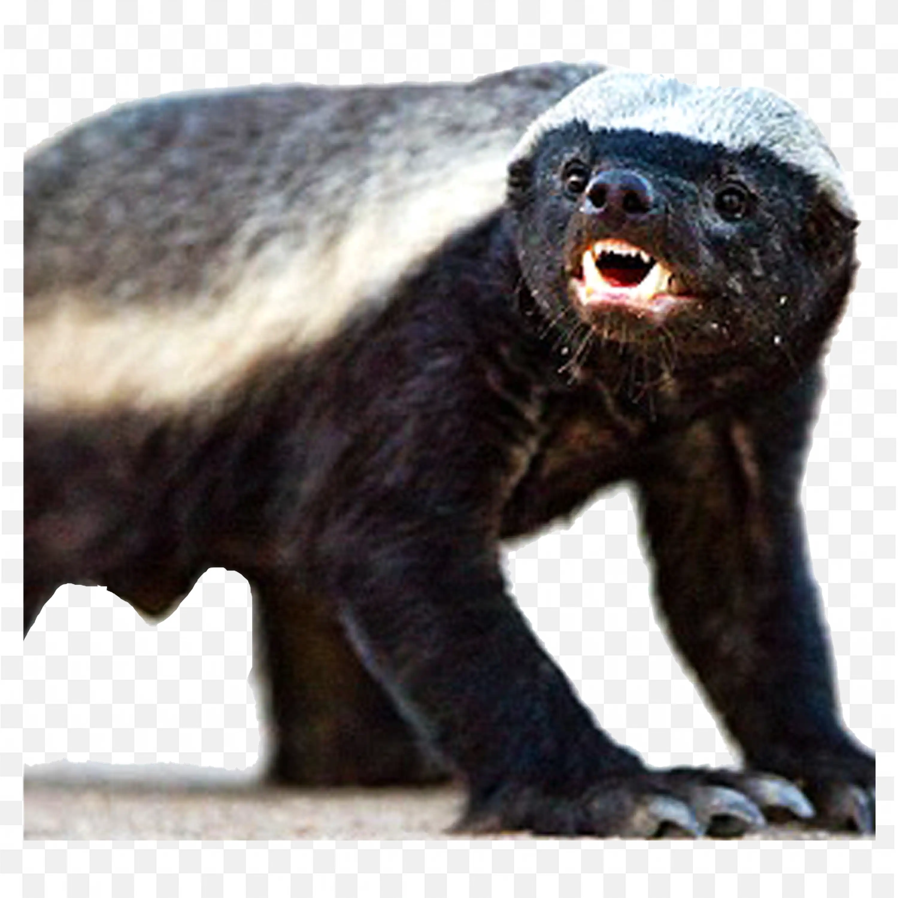 Sun Bear Clip Art Standing Animal Jungle Nature Wildlife