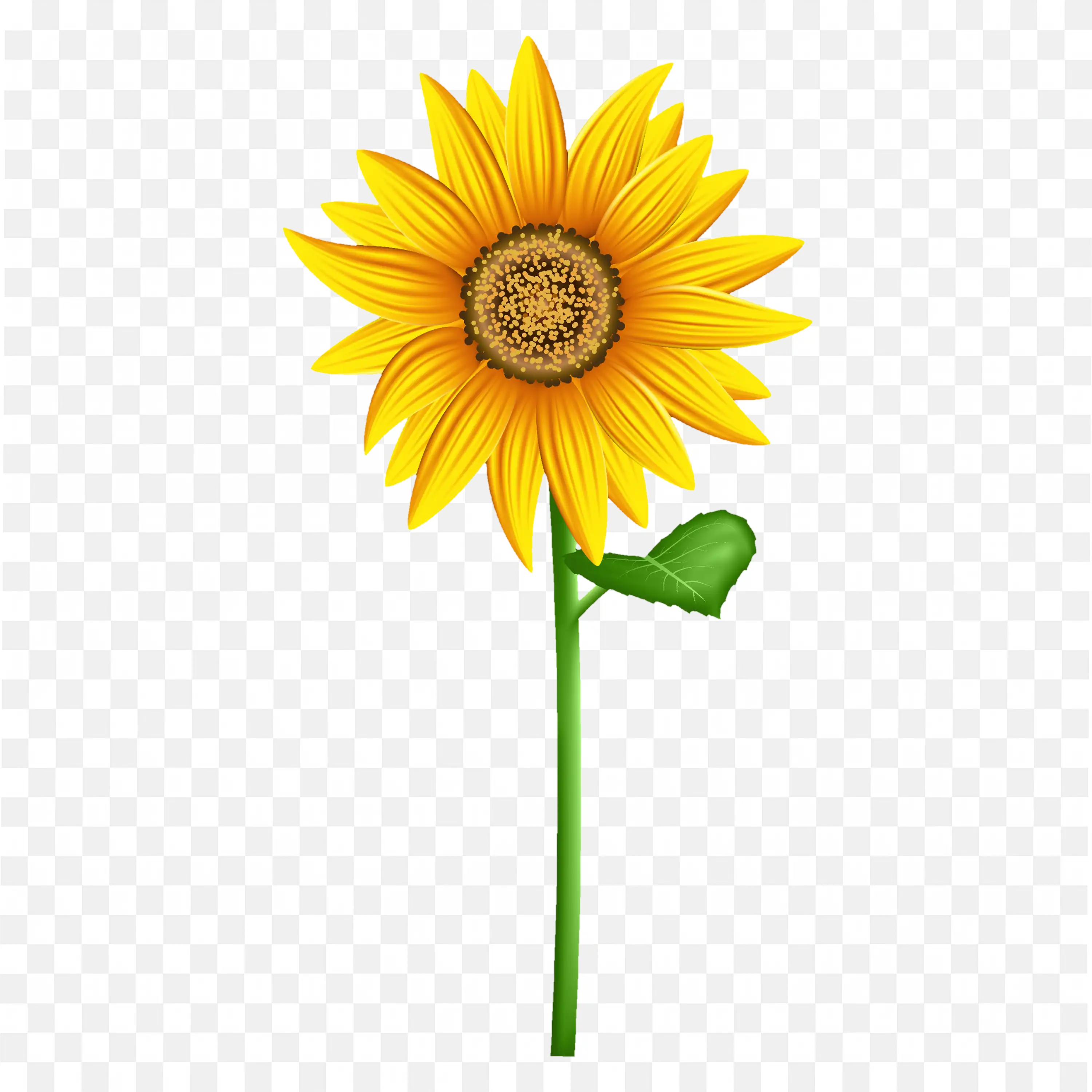 Sunflower Bloom PNG Realistic Floral Nature Botanical Art