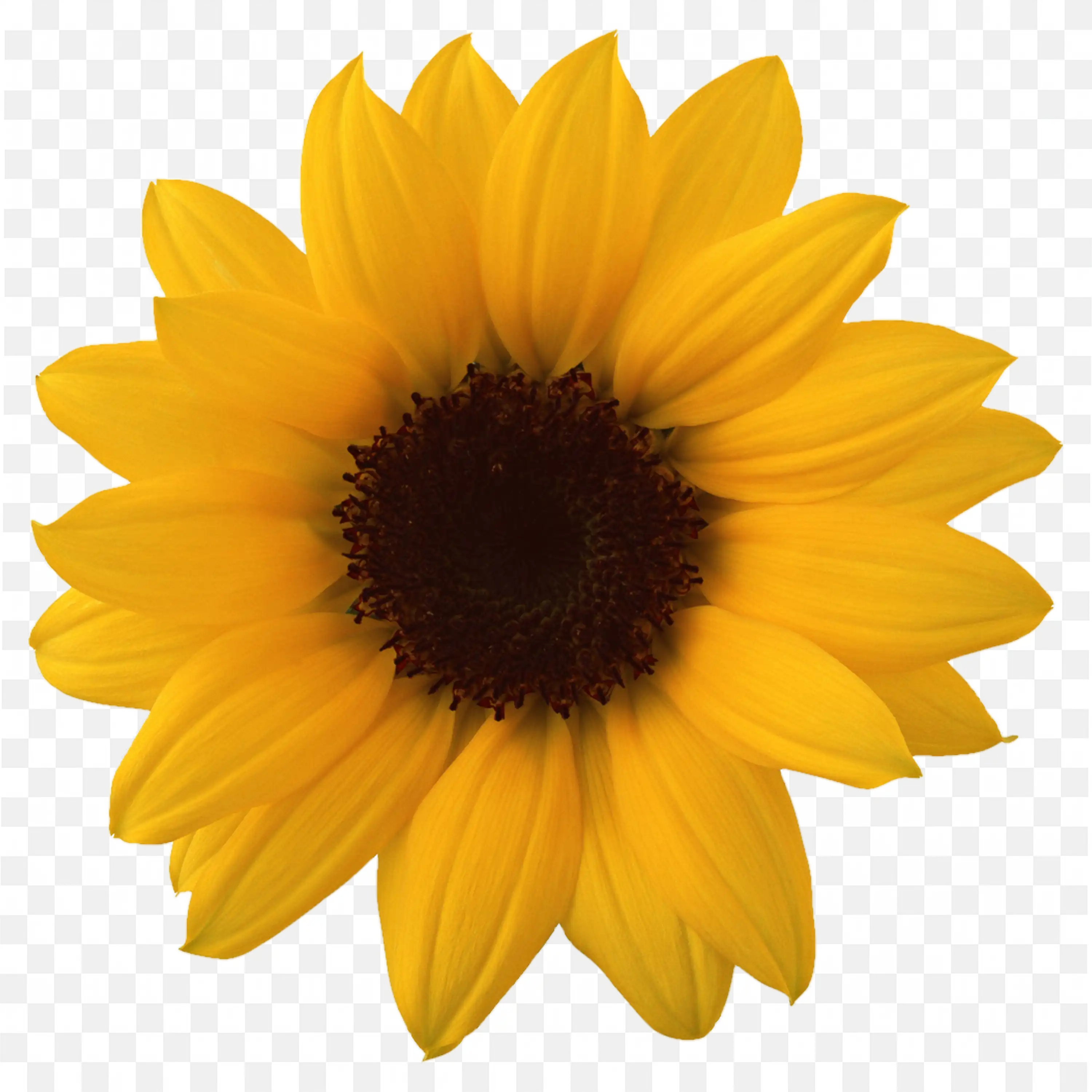 Sunflower Head PNG Bright Yellow Floral Graphic Art