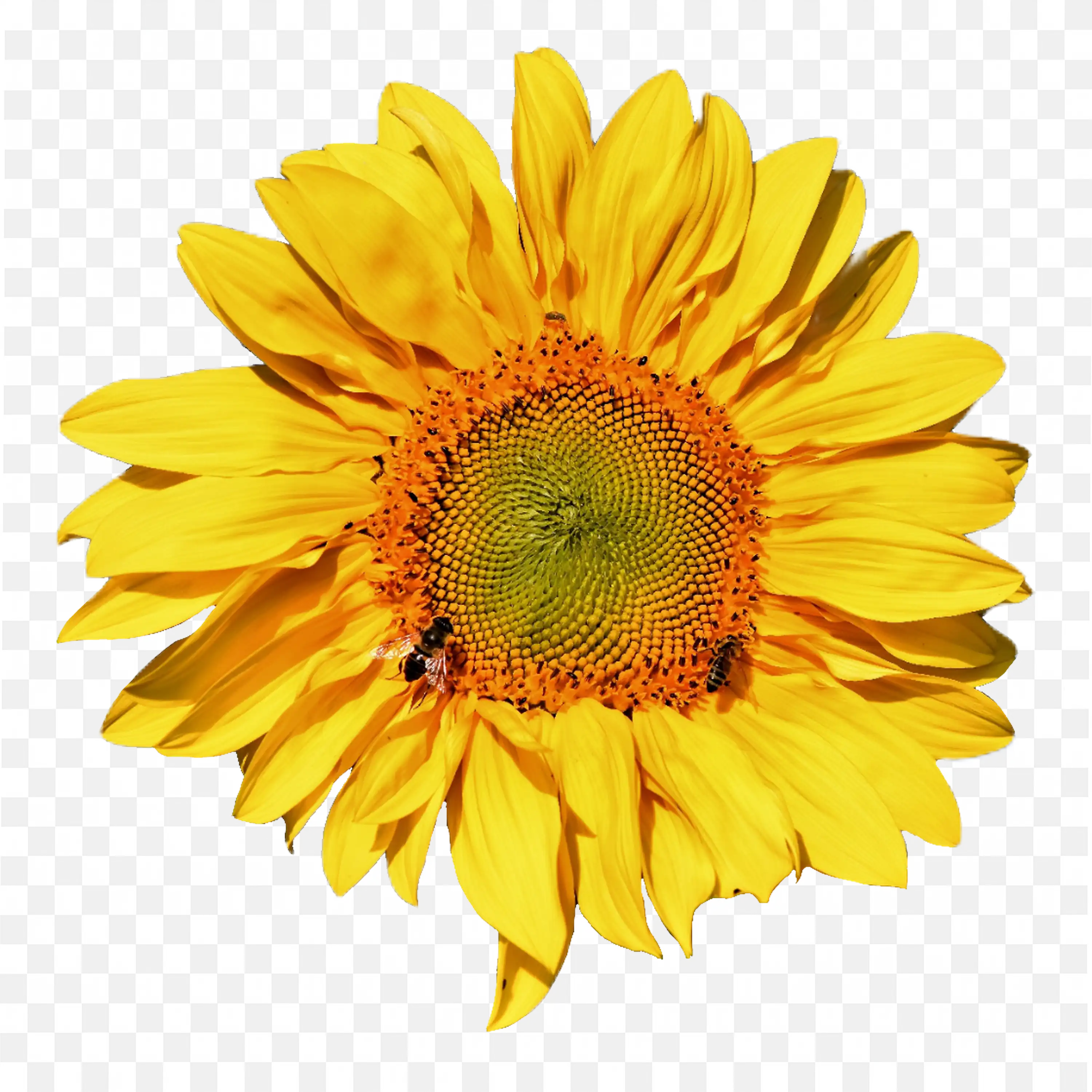 Sunflower Head PNG Nature Clip Art Bloom Isolated Bright