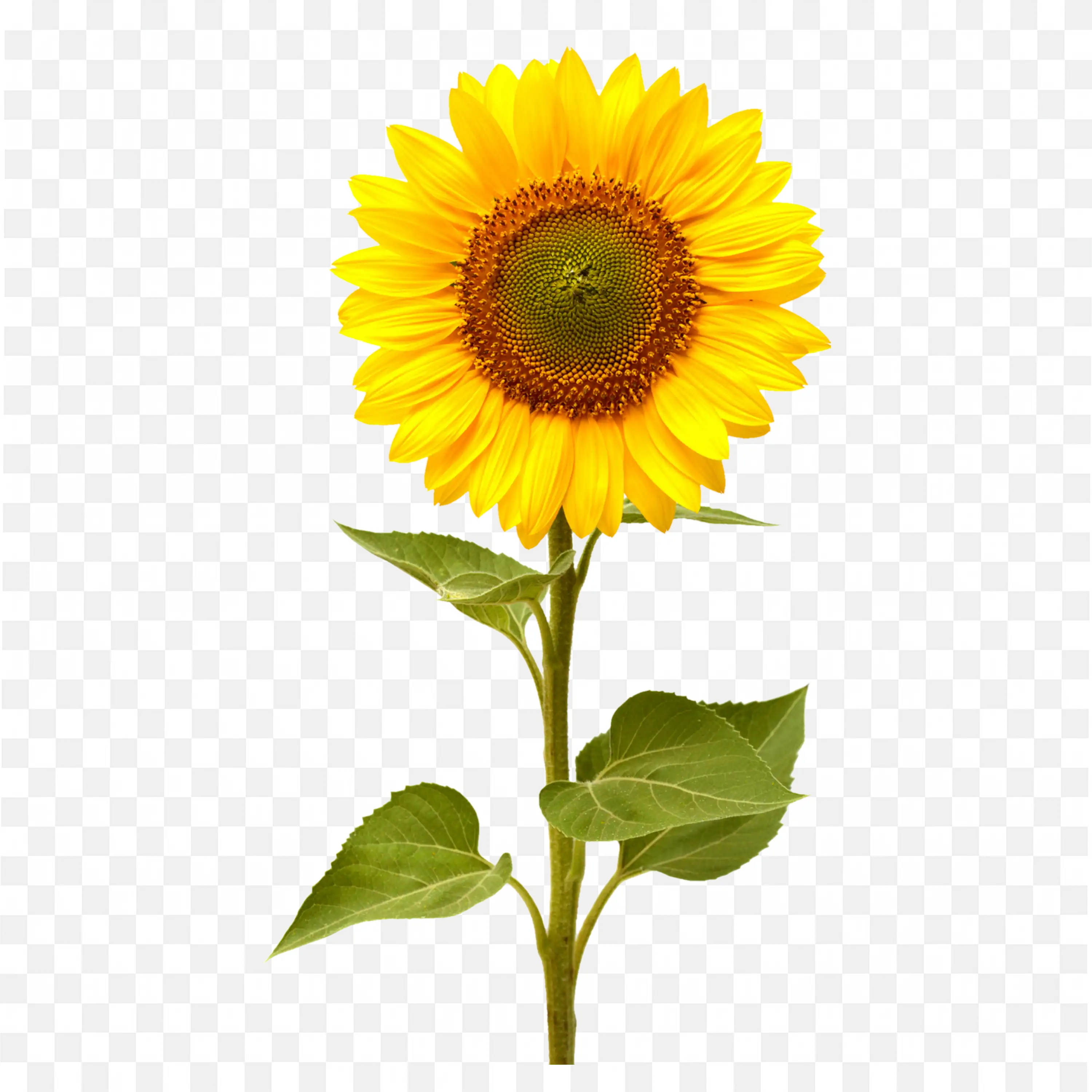 Sunflower PNG Nature Clip Art Bloom Yellow Flower Artwork