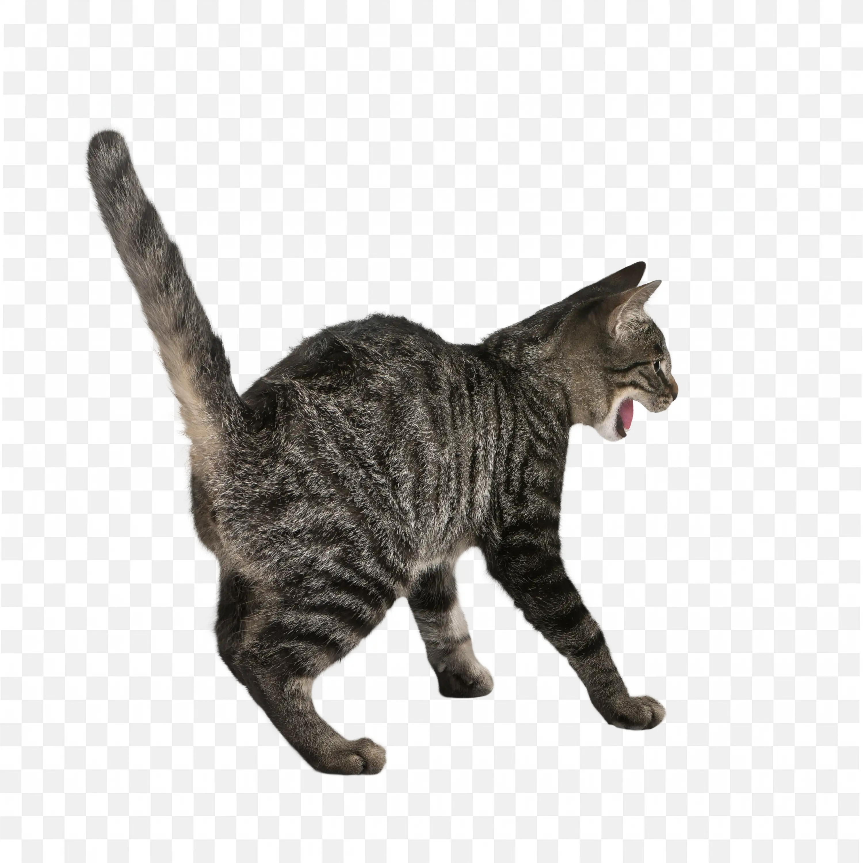 Tabby Cat PNG Playful Walking Domestic Cat Clipart