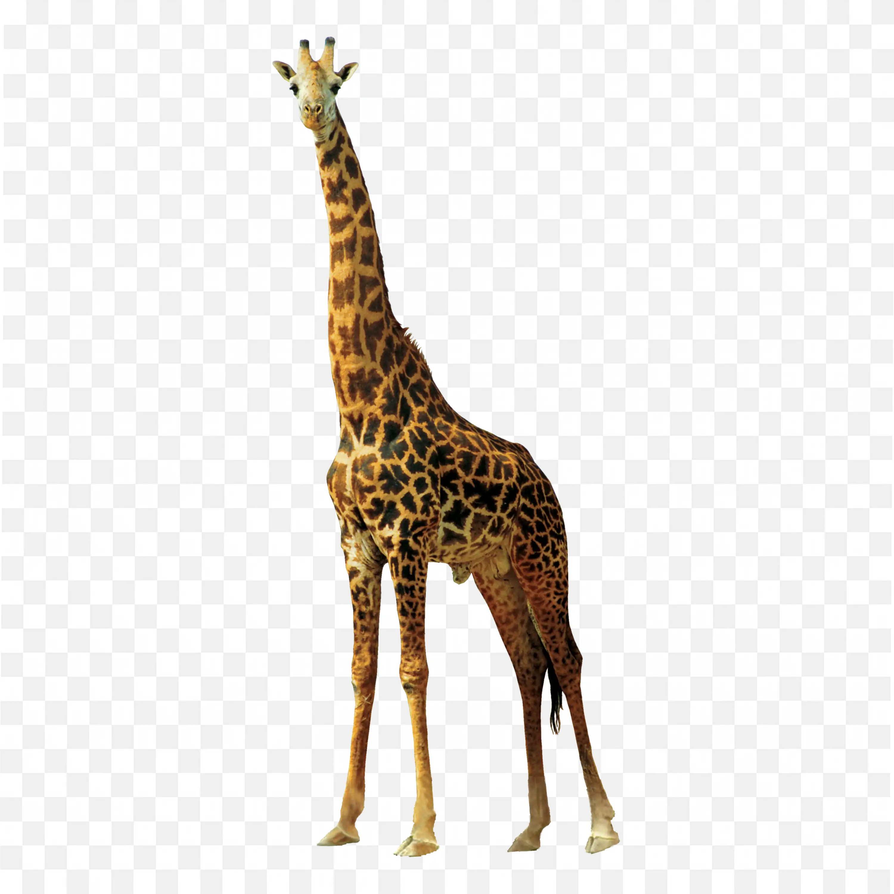 Tall Giraffe Standing Alone Wildlife Animal PNG Image