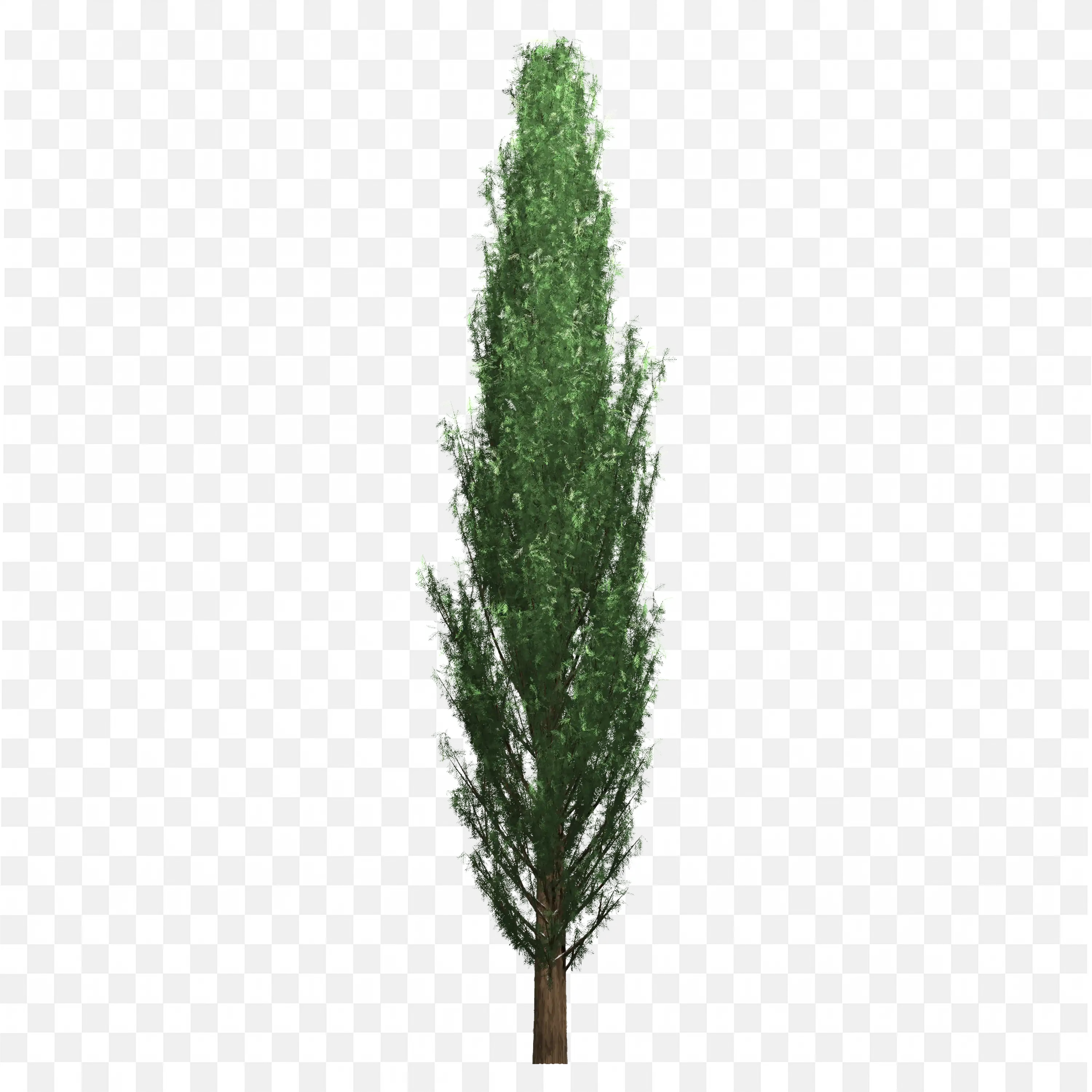 Tall Pine Tree PNG Evergreen Needles and Textured Bark Art