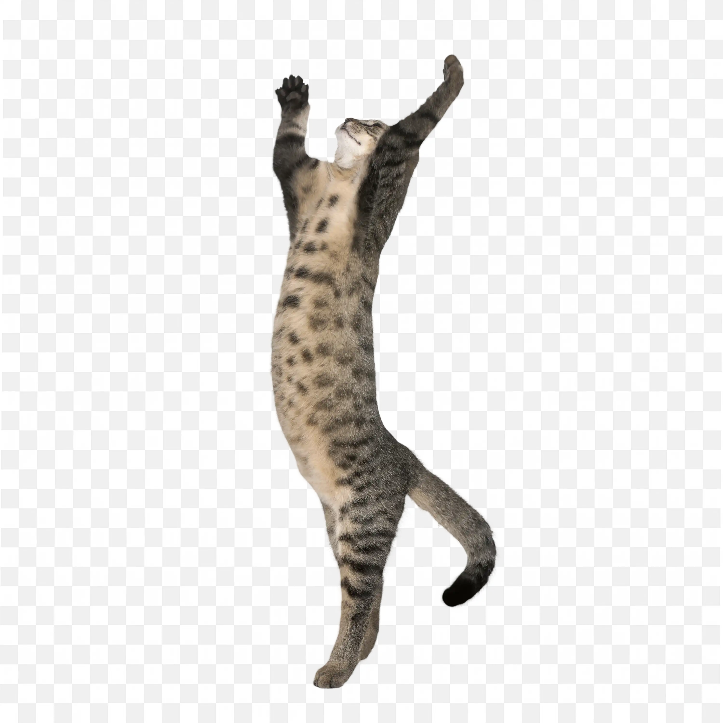 Tall Standing Cat Reaching Up on Hind Legs Transparent PNG