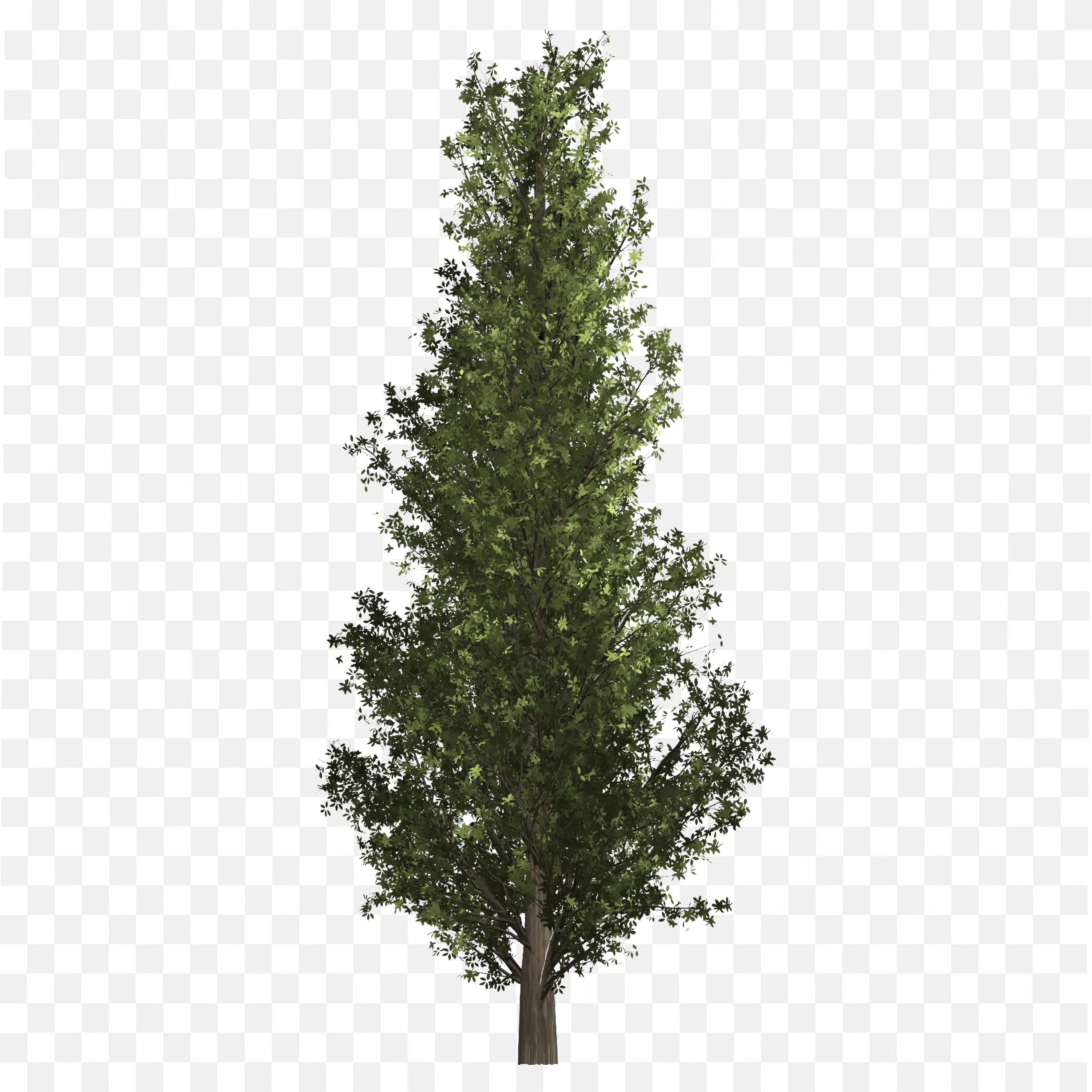 Tall Thin Tree Upright Columnar Green PNG Clipart