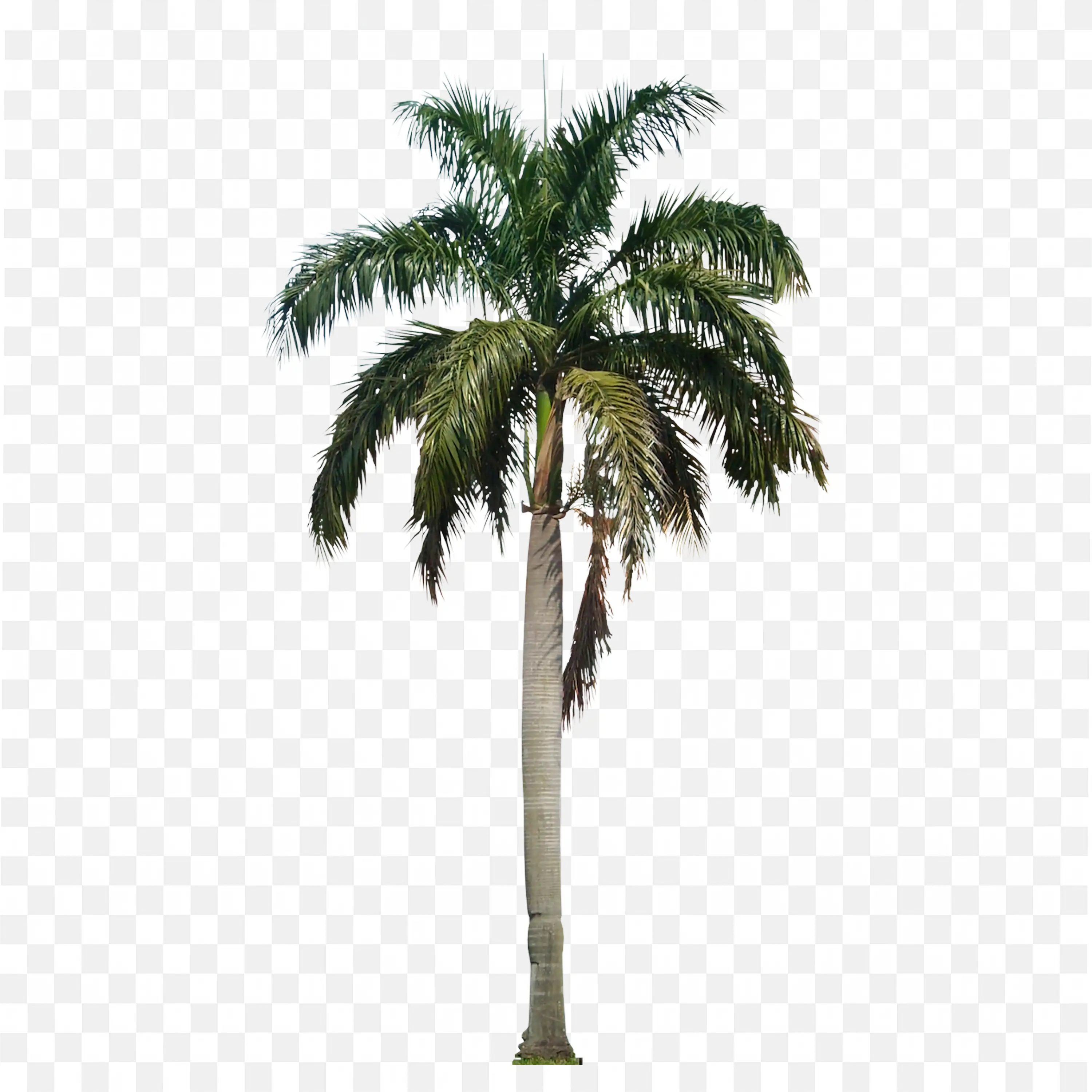 Tall Tropical Palm Tree PNG Nature Image Free Download