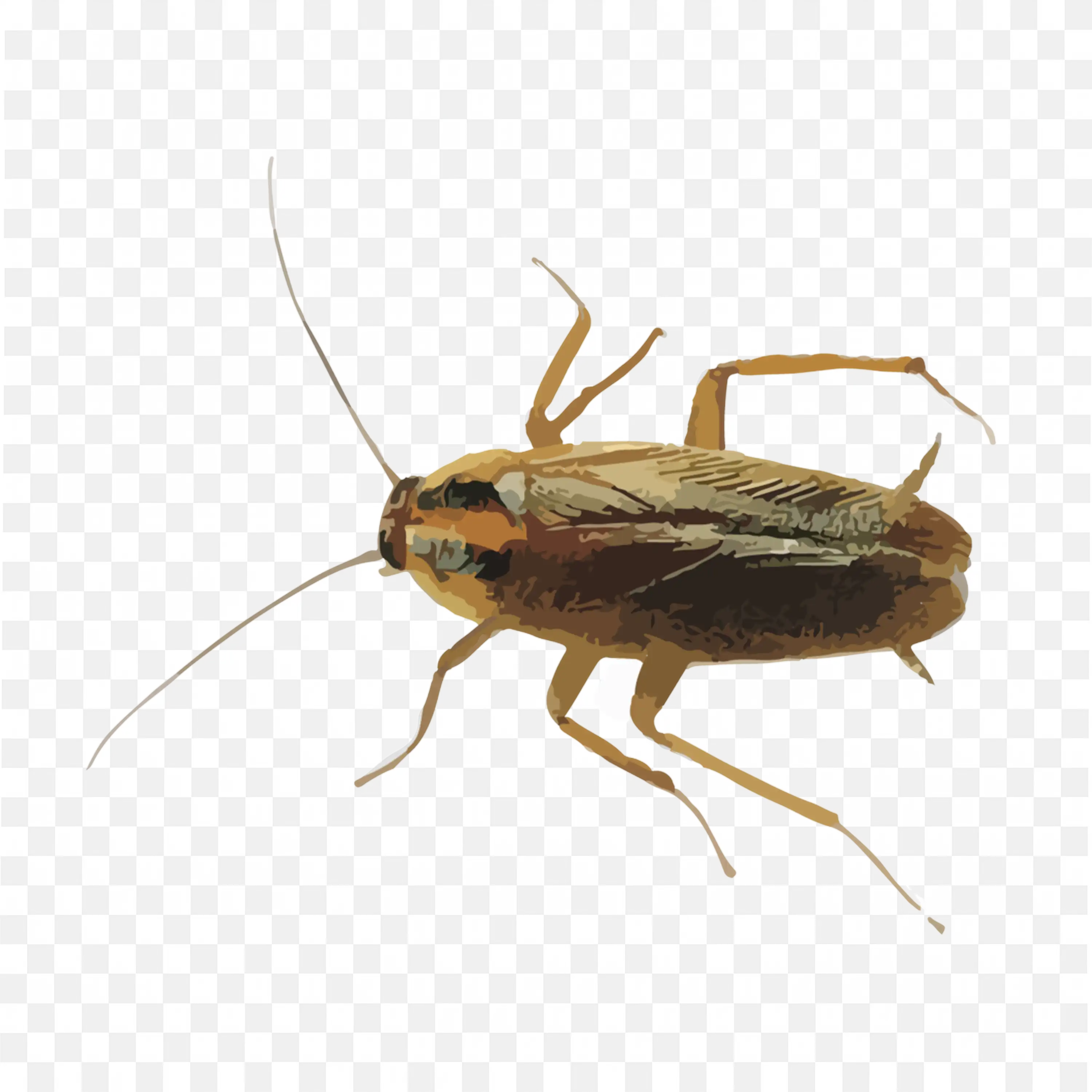 Tan Brown Bug Roach Body Side Transparent Clipart PNG
