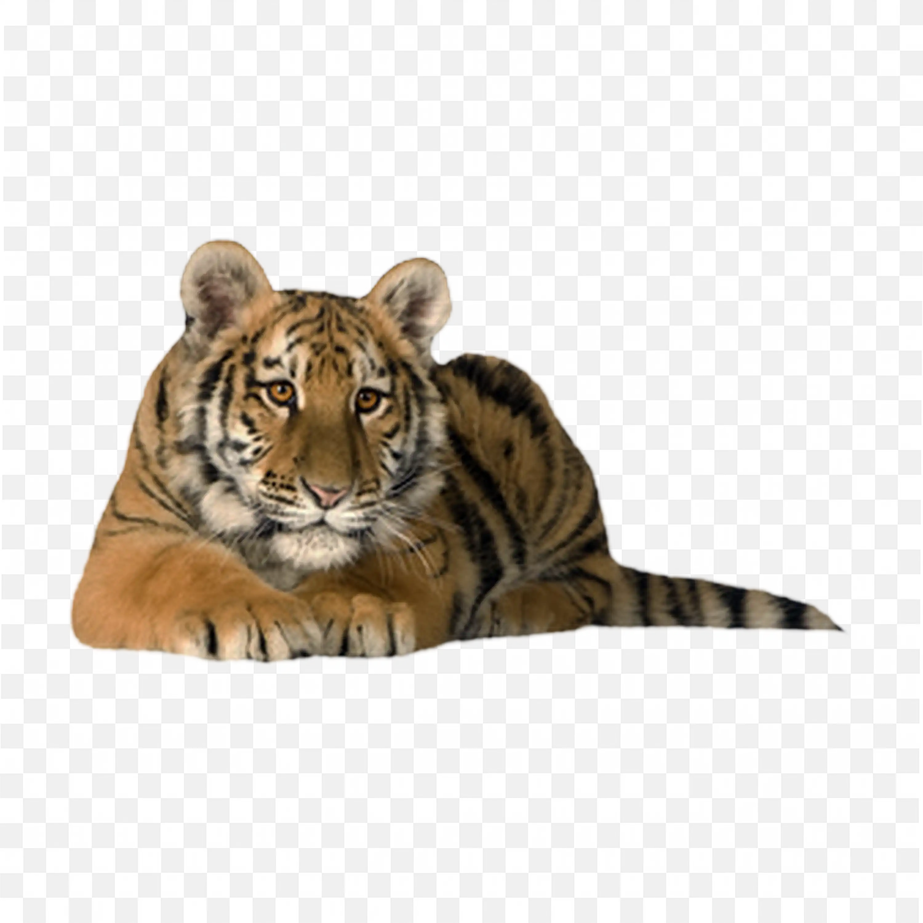 Tiger Lying Down PNG Realistic Wildlife on White Background