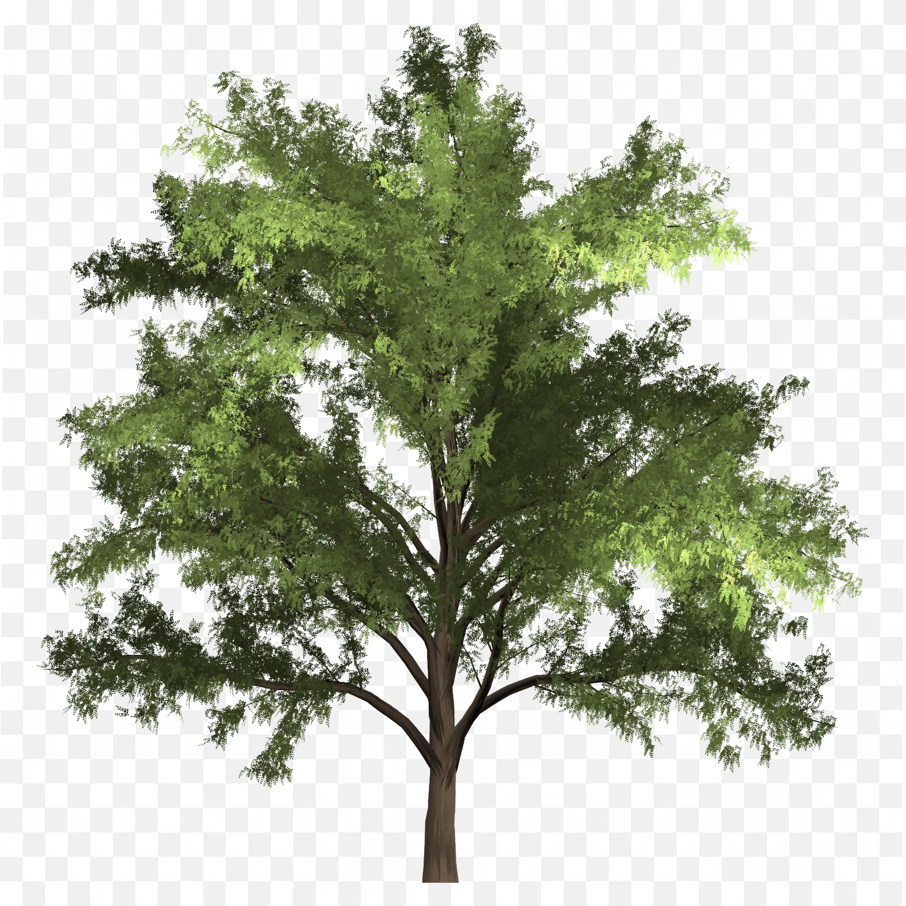 Tree with Jagged Branches Green Foliage PNG Clipart