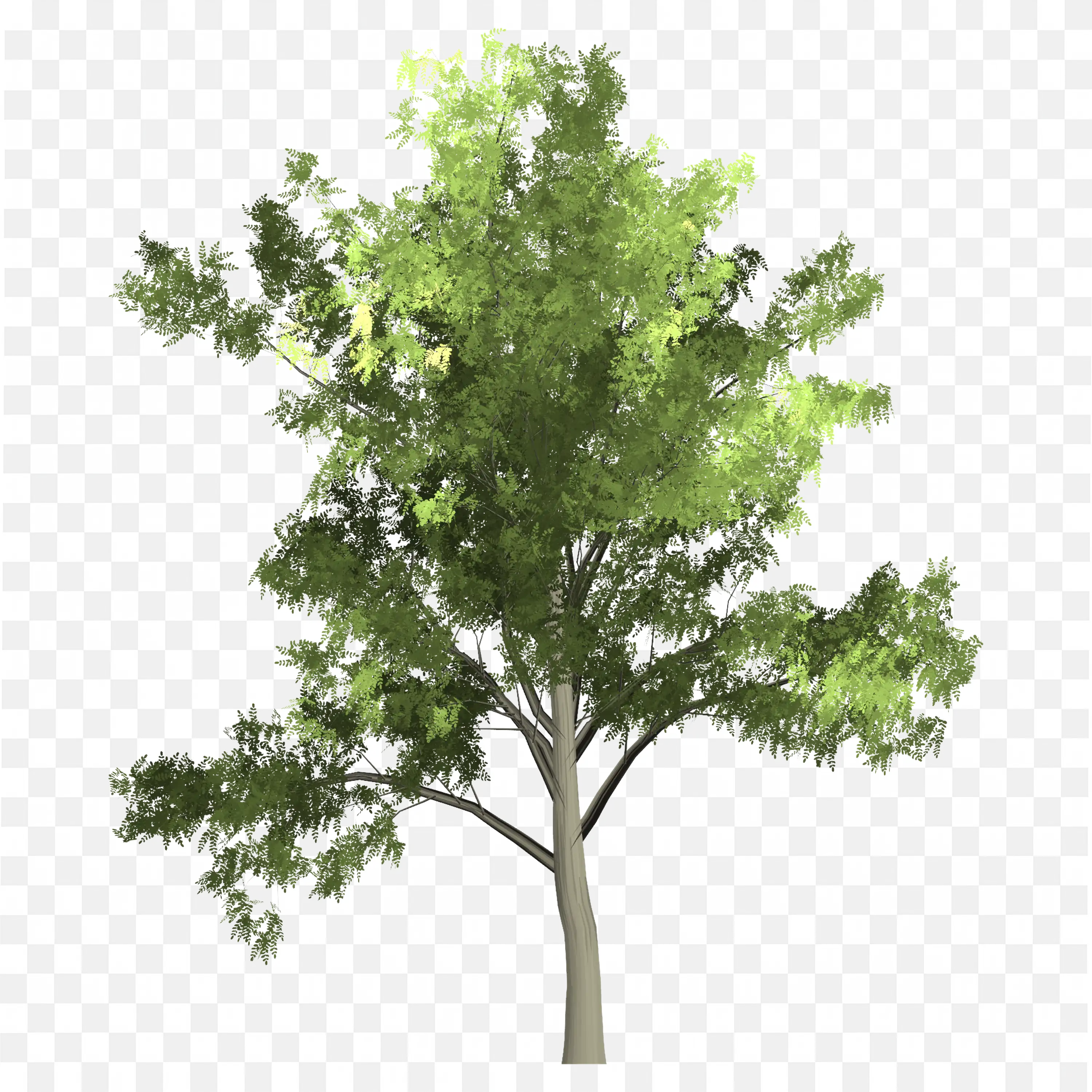 Tree with Sparse Leaves Simple Branches PNG Clipart