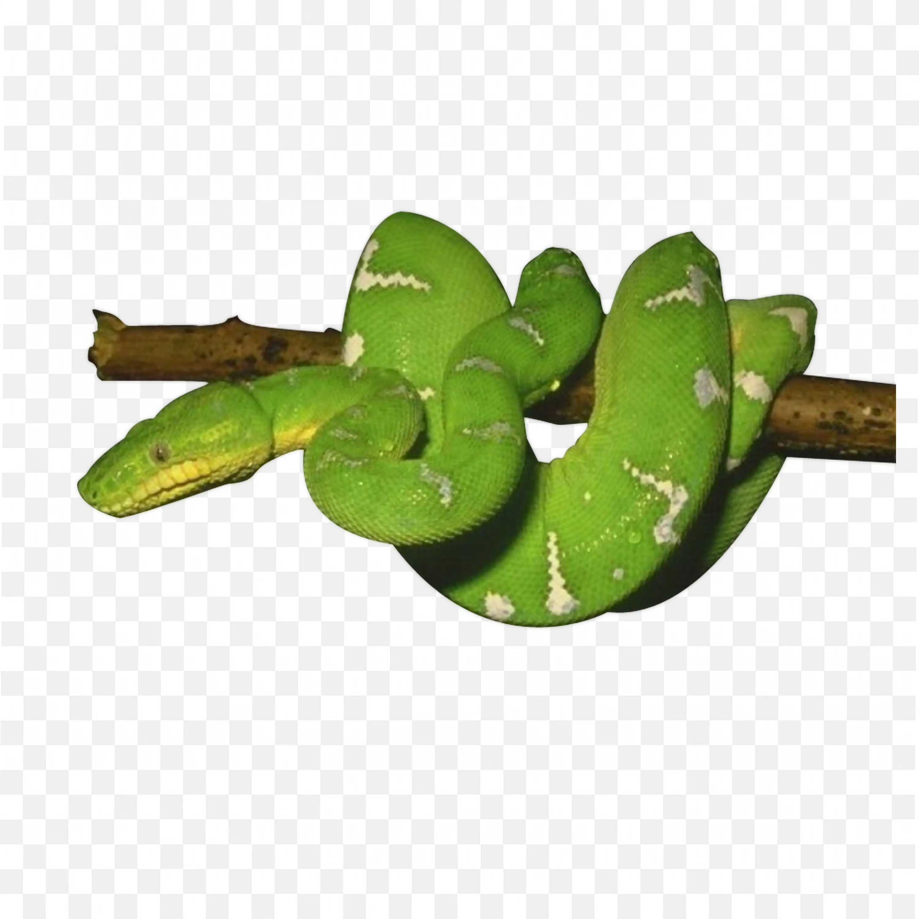 Tree Viper Green Snake Clip Art Coiled Nature Reptile