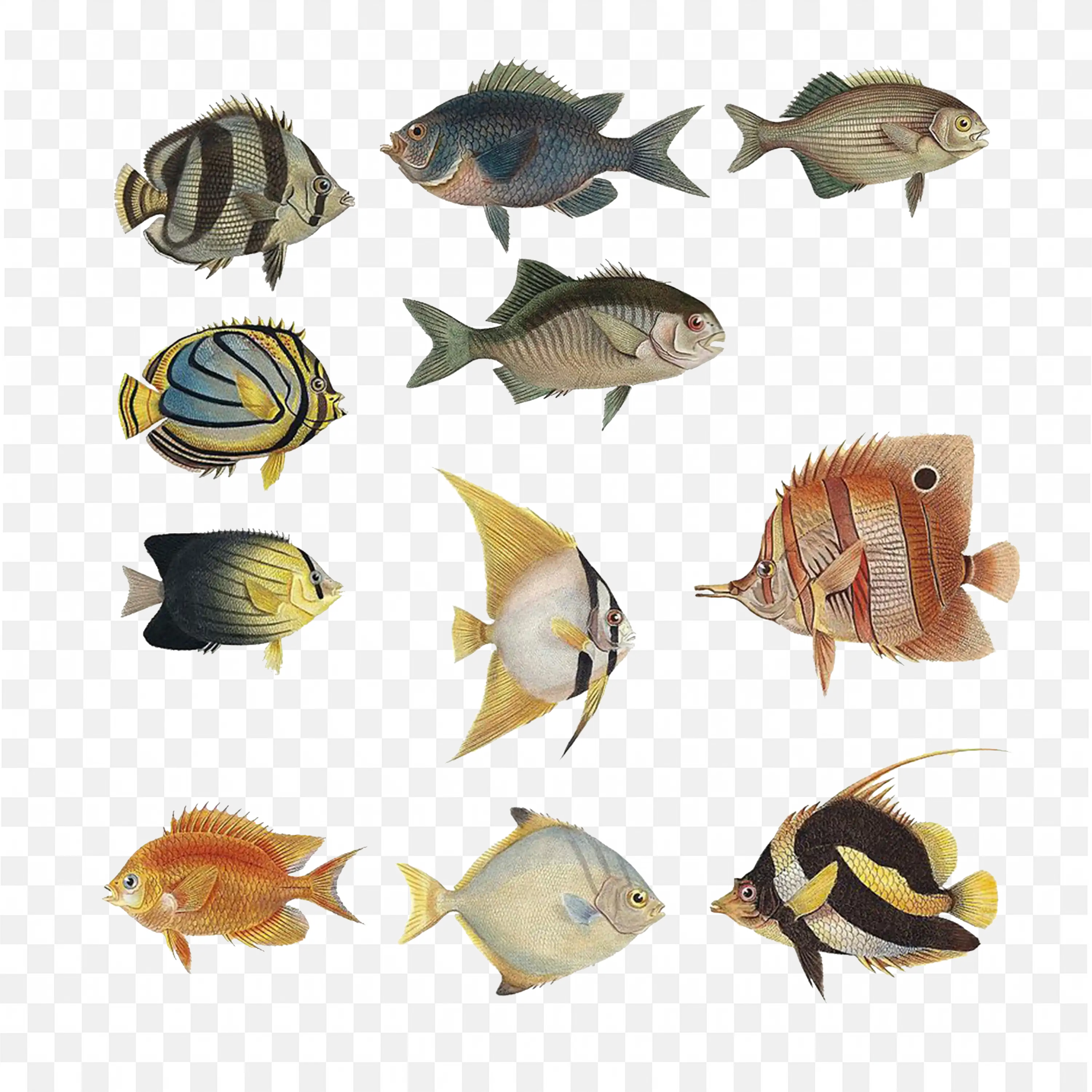 Tropical Fish PNG Set Colorful Aquarium Fish Isolated