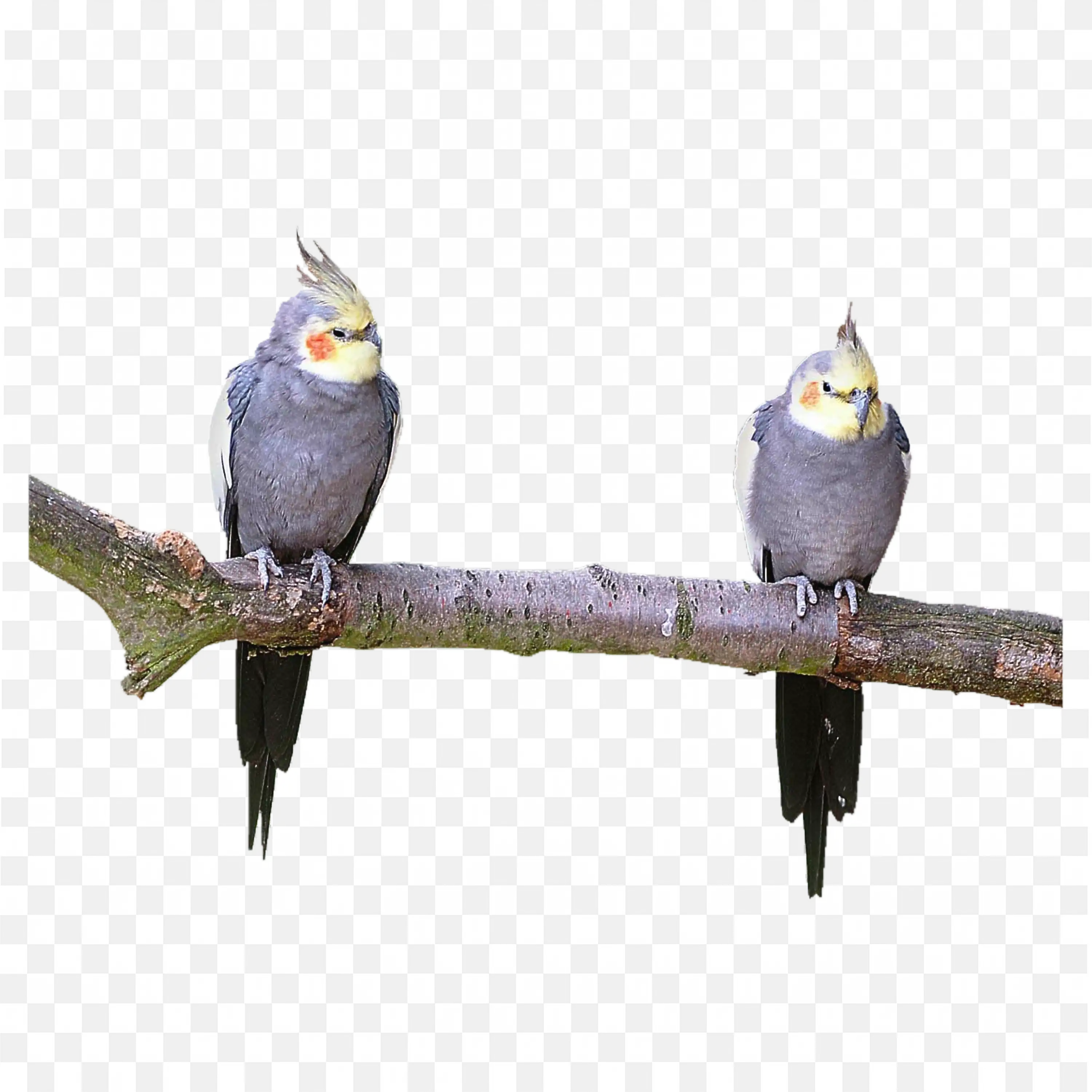 Two Birds Sitting on Branch Pair Wildlife PNG Image