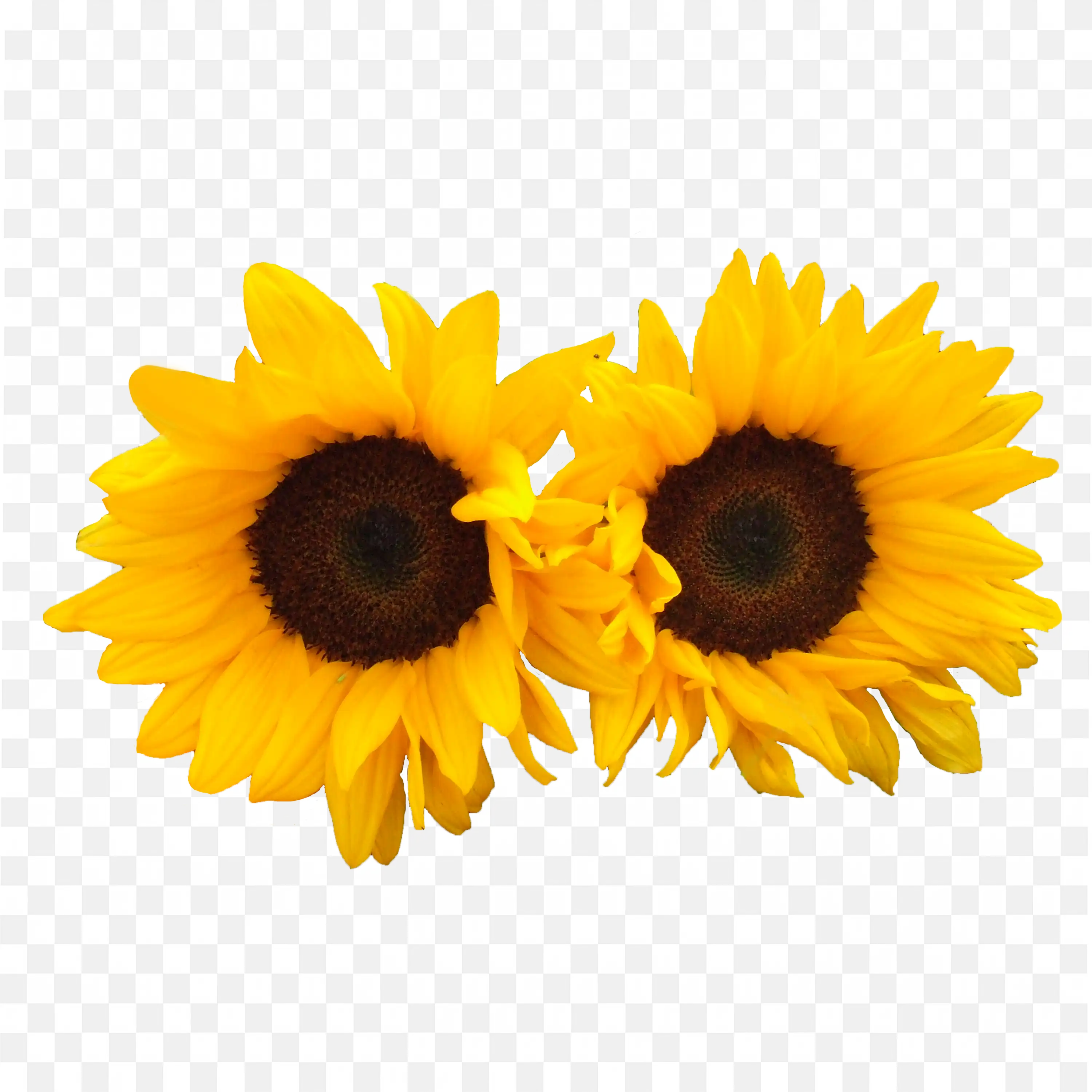 Two Bright Yellow Sunflowers Isolated Floral PNG Art