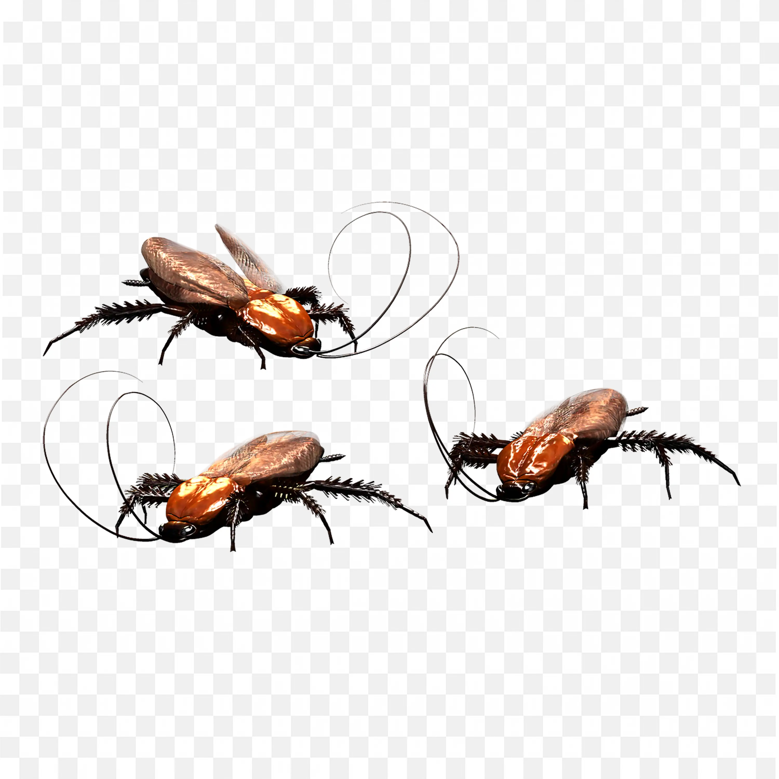 Two Roaches Fighting or Mating Insect PNG Transparent