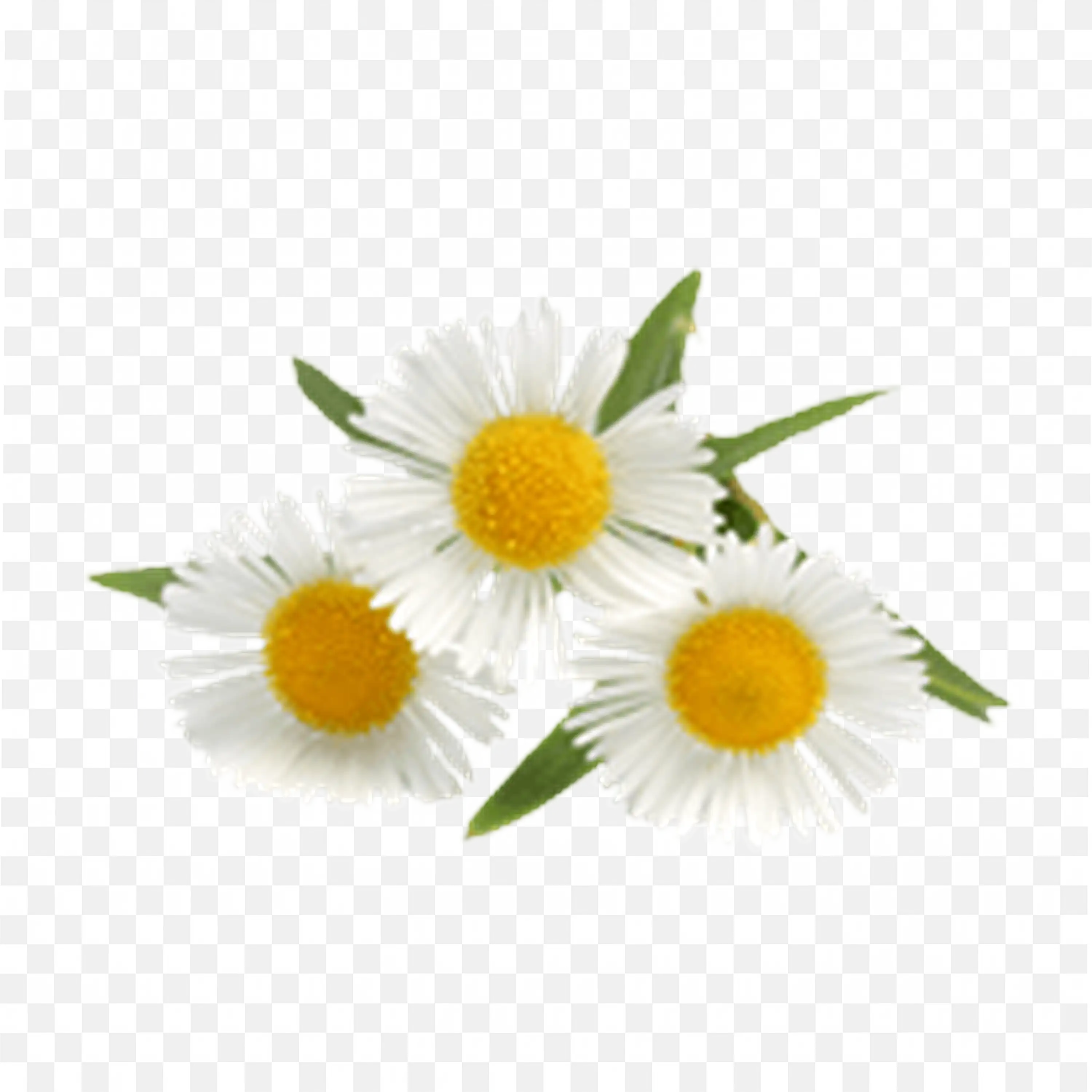 Two Small Daisies with Leaves Nature Botanical Clipart