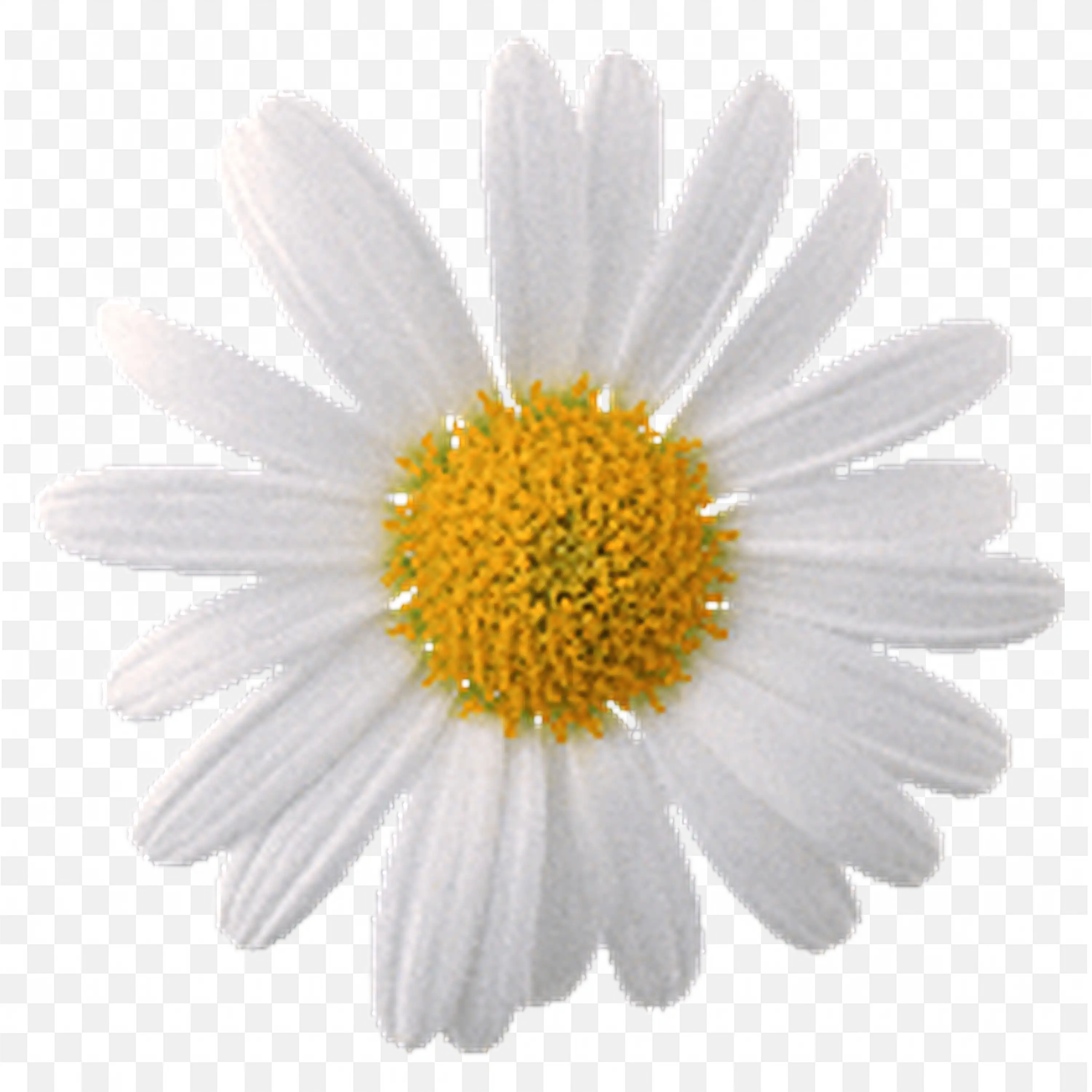 Two White Daisies with Yellow Centers Floral Illustration