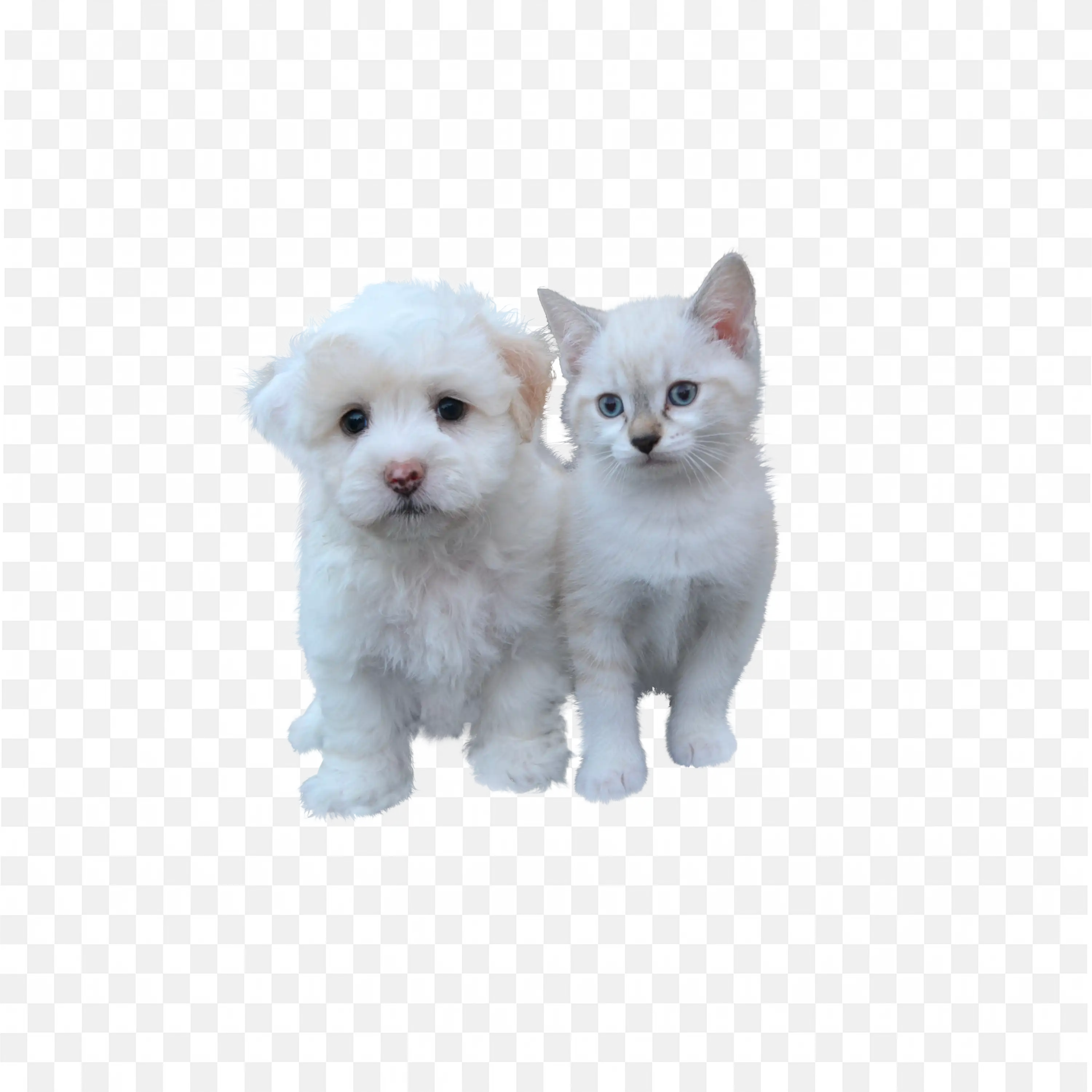 Two White Puppies Standing Together Cute Dog PNG Art