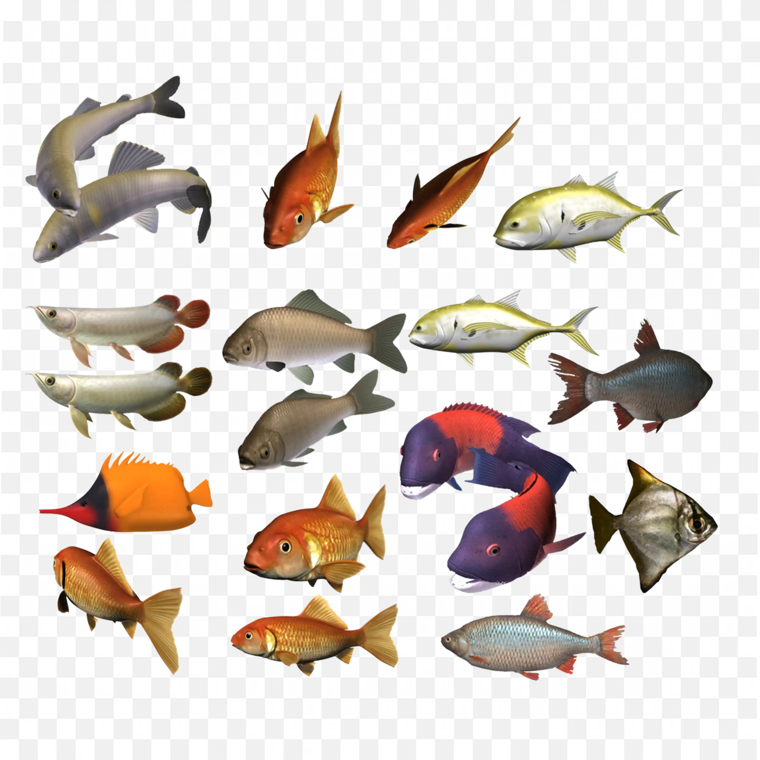 Various Fish PNG Collection Colorful Freshwater and Ocean