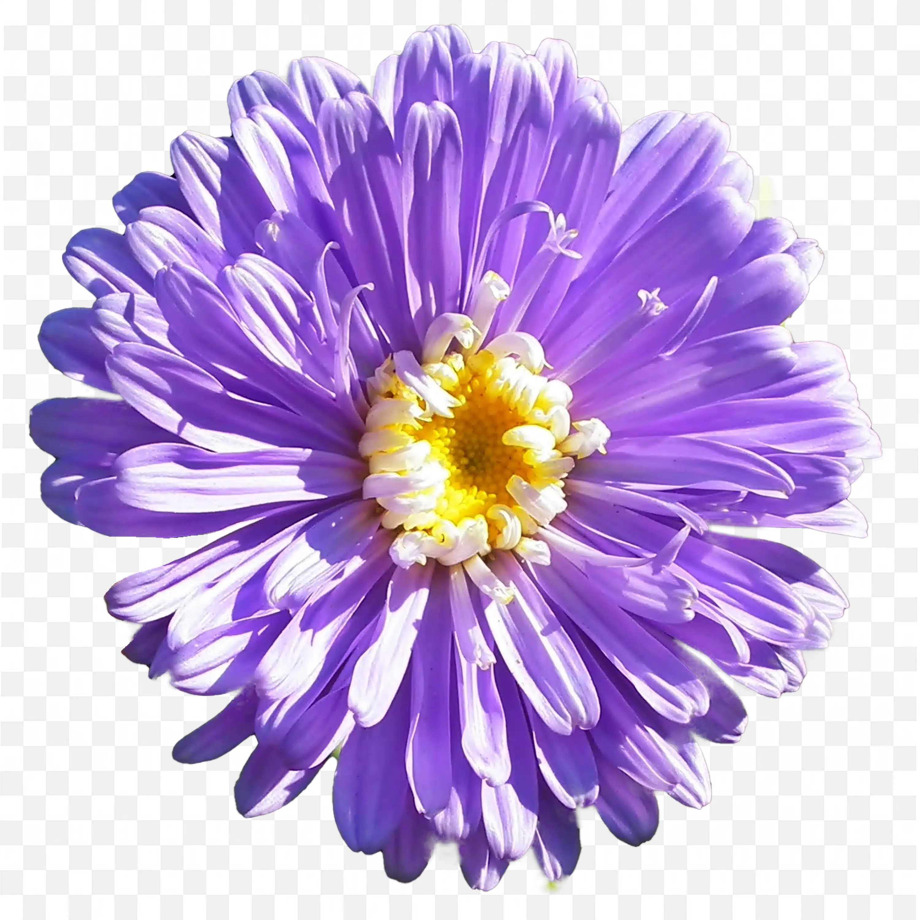Vibrant Purple Flower Blooming Nature Isolated Design