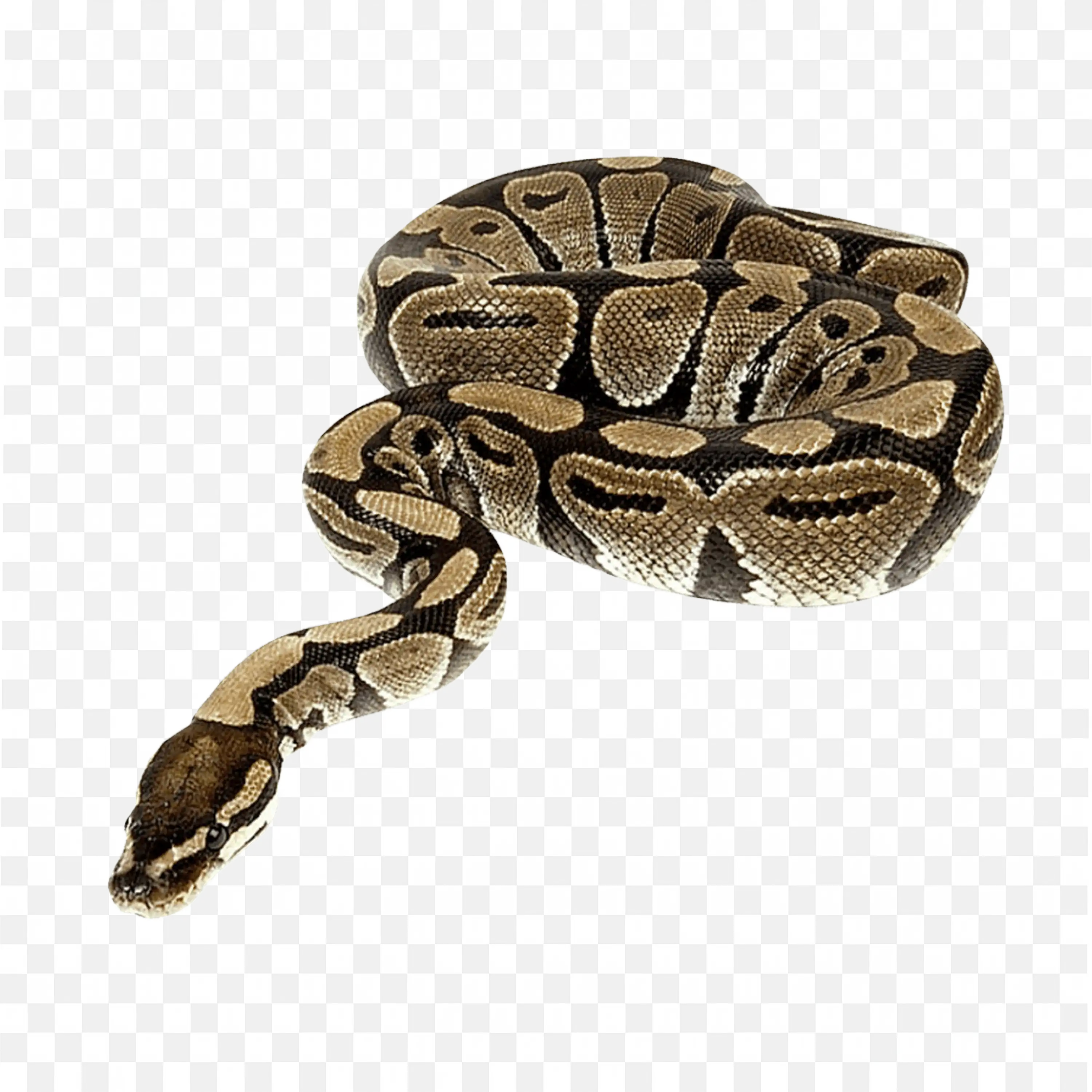 Viper Snake Clip Art Coiled Nature Reptile Jungle Animal