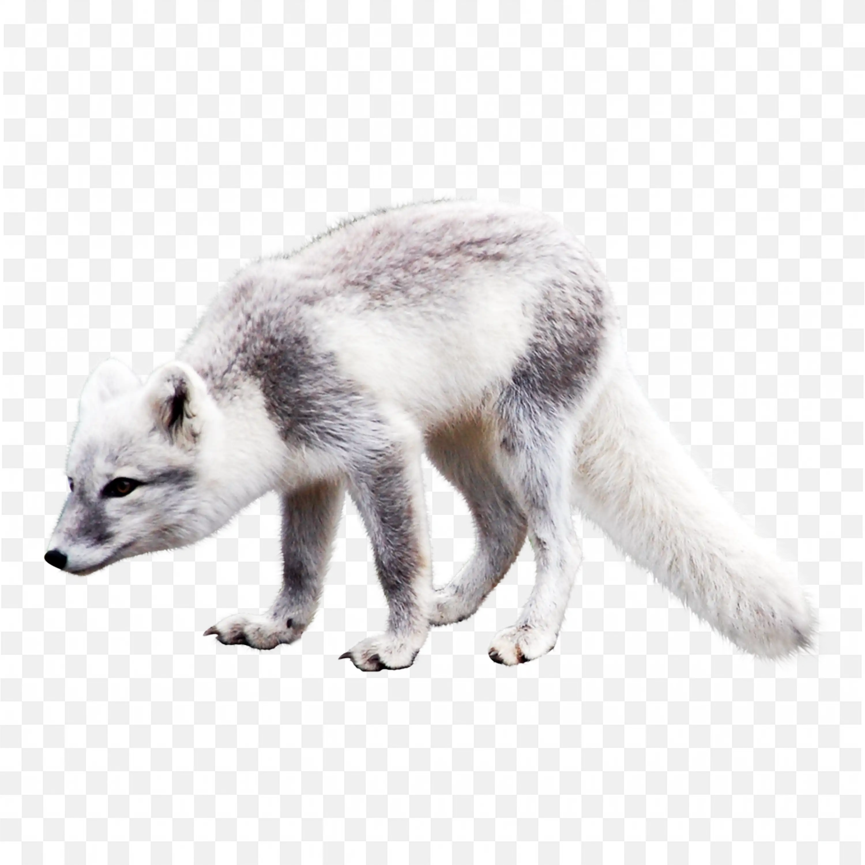 Walking Arctic Fox Clip Art Realistic Snow Nature Design