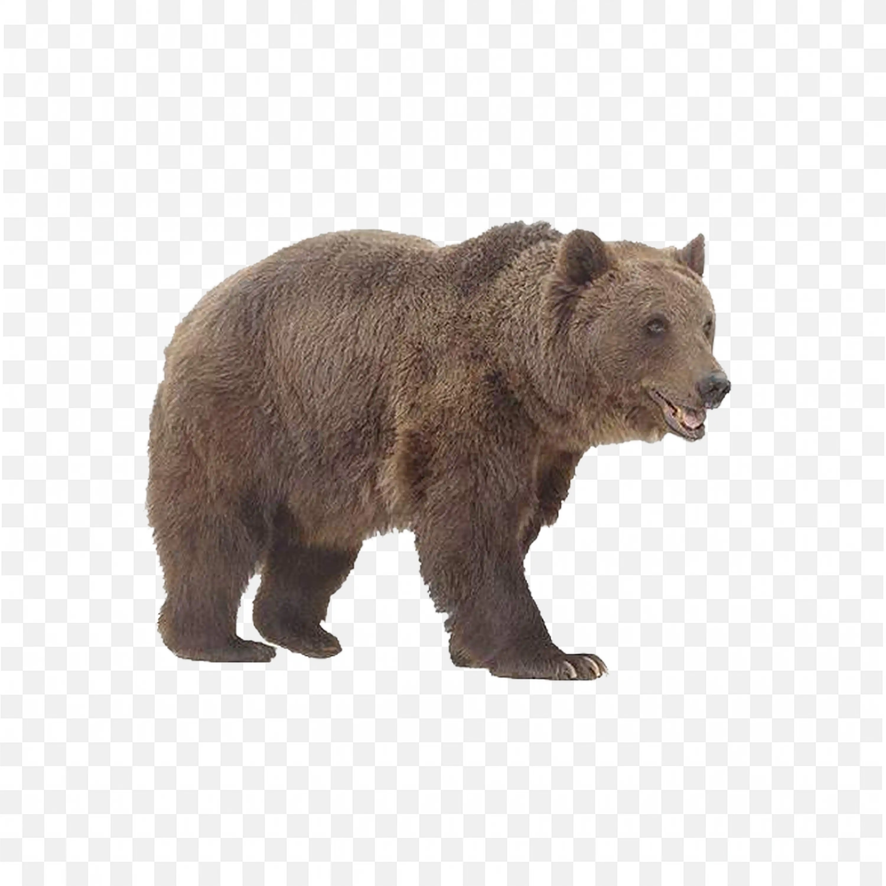 Walking Bear Illustration Realistic Animal with Open Mouth