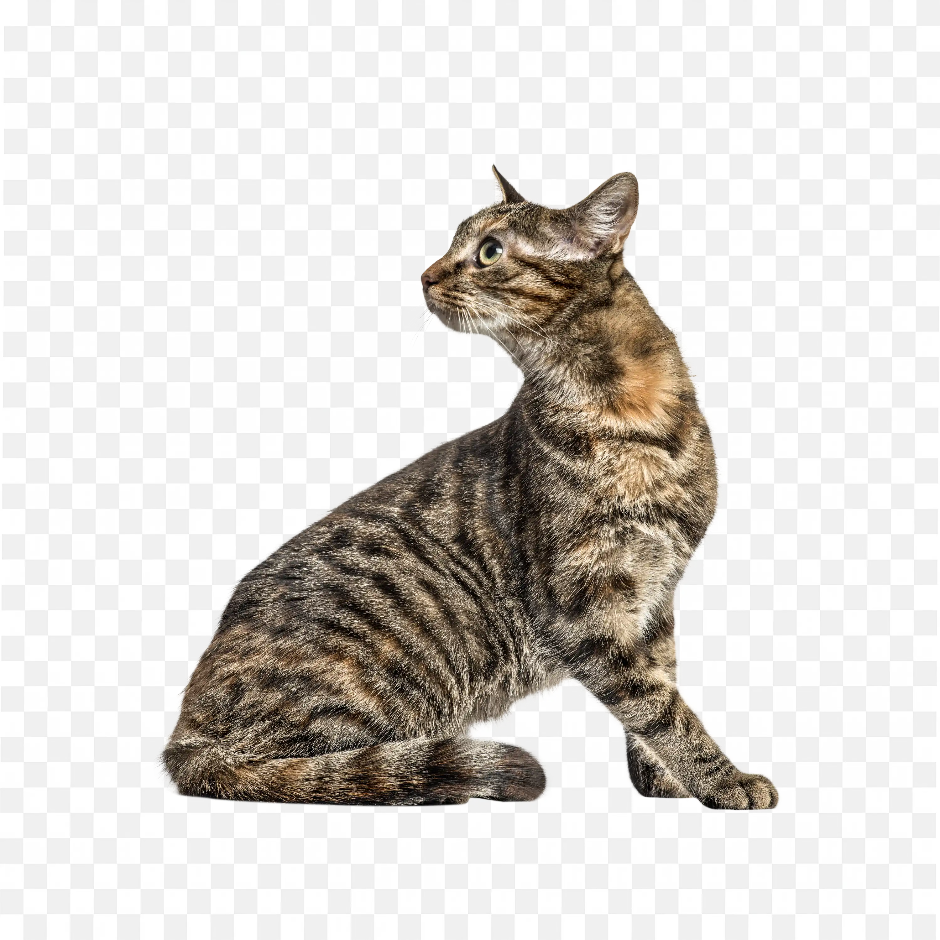 Walking Cat PNG Pet Animal Feline Nature Clip Art Design