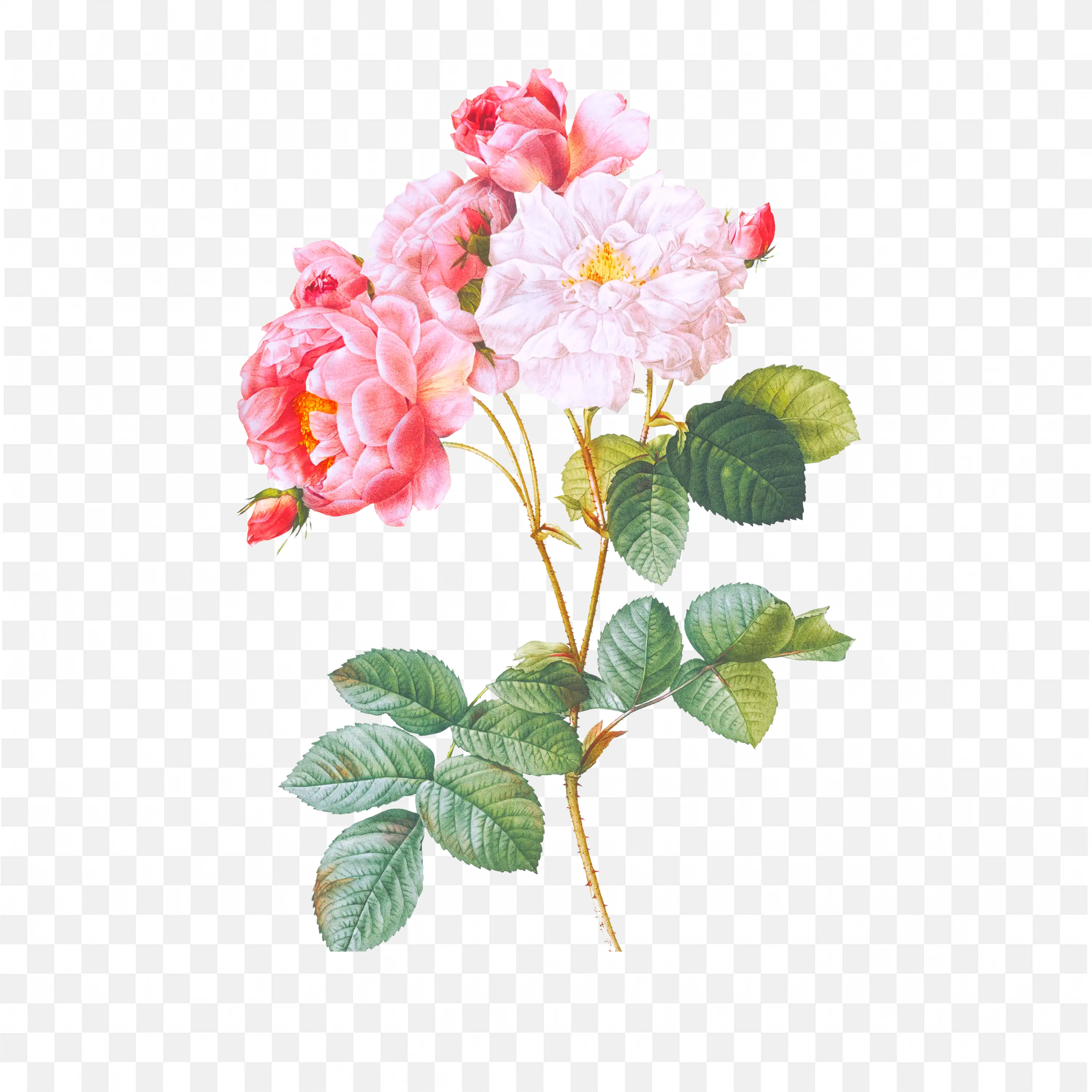 Watercolor Pink Peony Flower with Leaves Nature Artwork