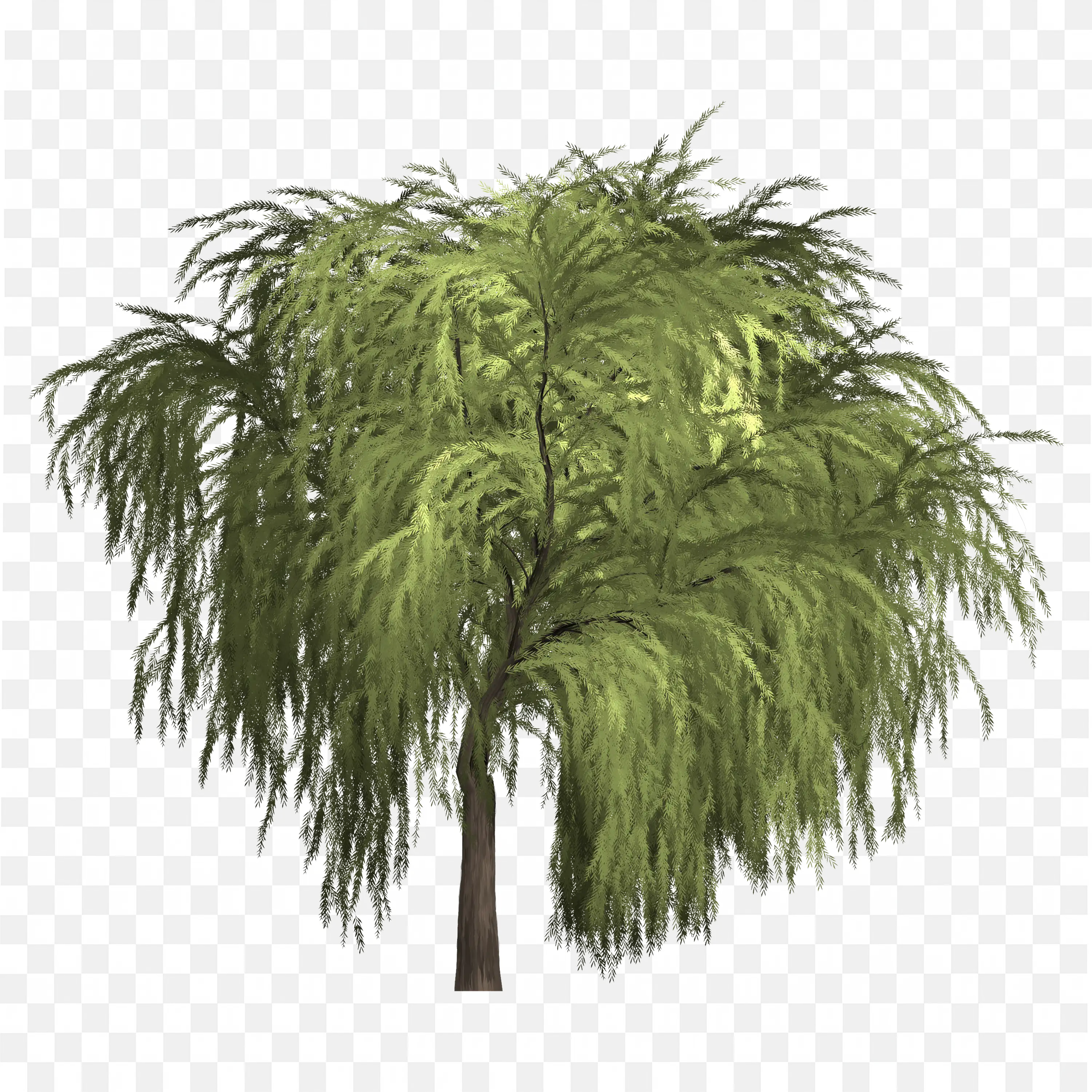 Weeping Willow Tree Dense Hanging Leaves PNG Art