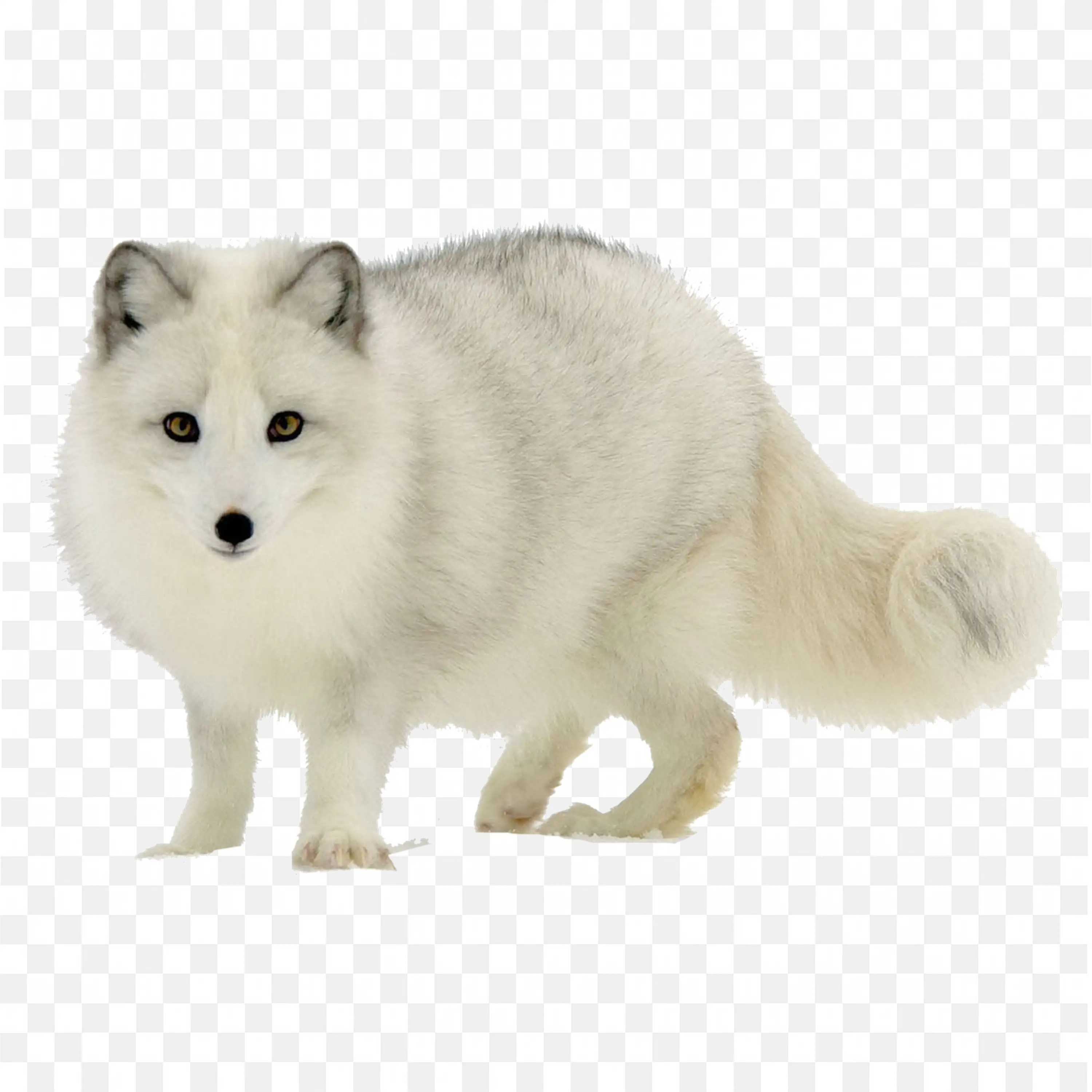 White Arctic Fox Sitting Clip Art Nature Wildlife Animal