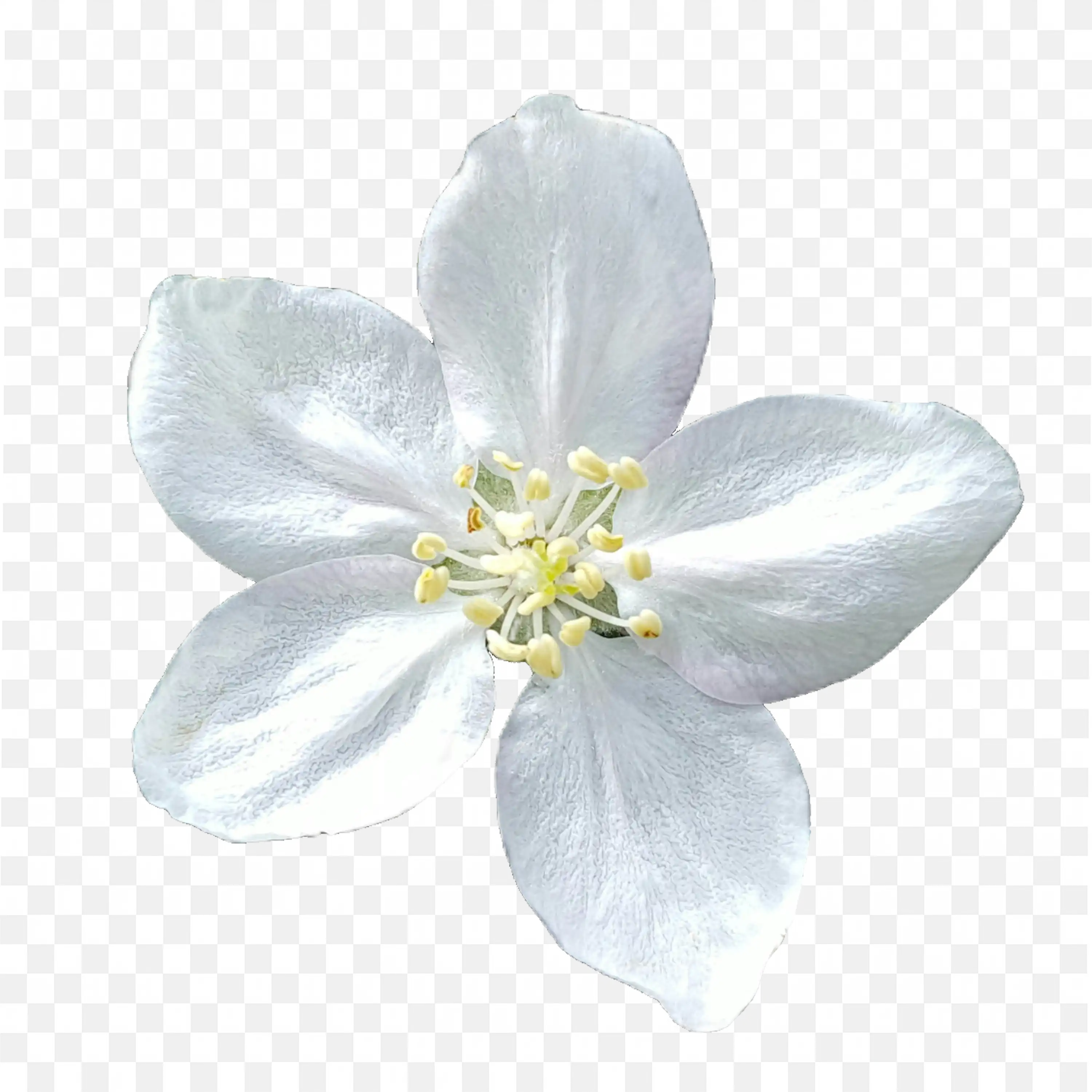White Blossom PNG Flower Nature Clipart Petal Design Scene