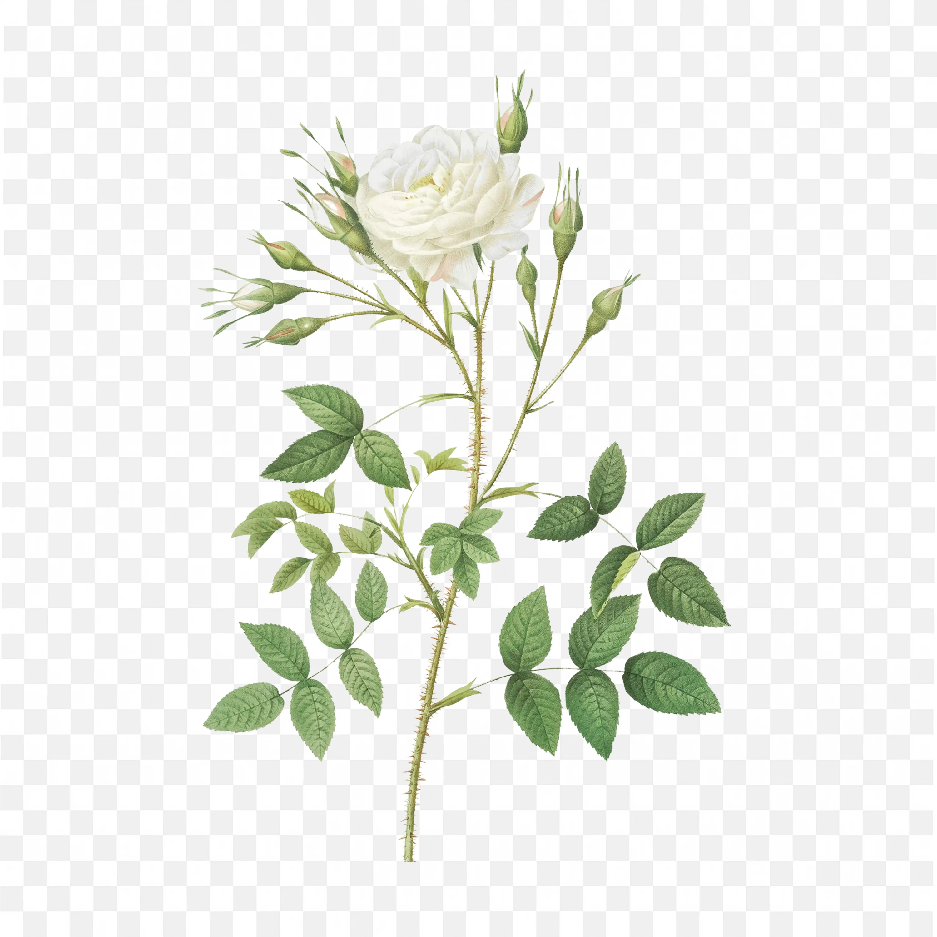 White Botanical PNG Flower Drawing Art Nature Scene Clipart