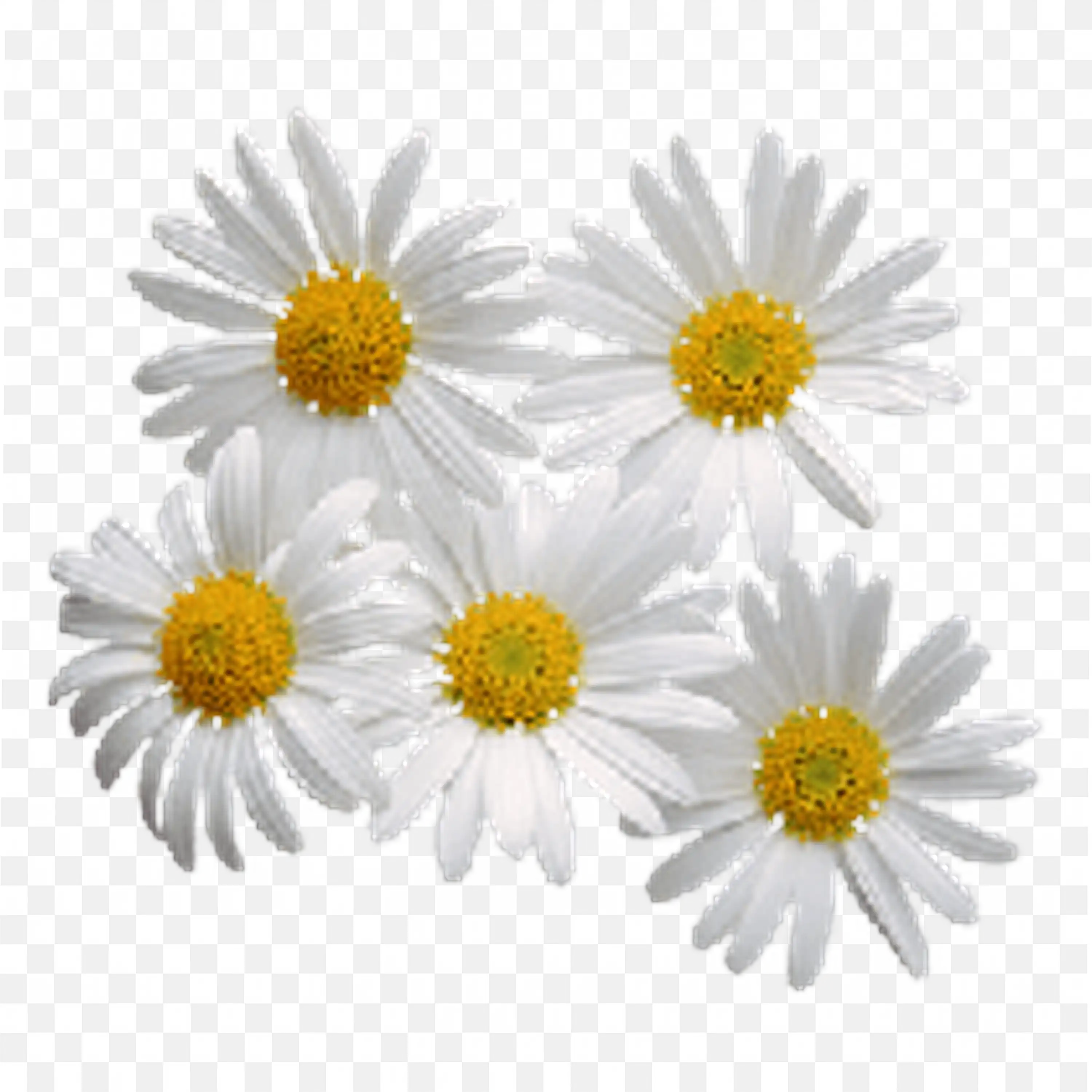 White Daisies with Yellow Centers Floral Botanical Art