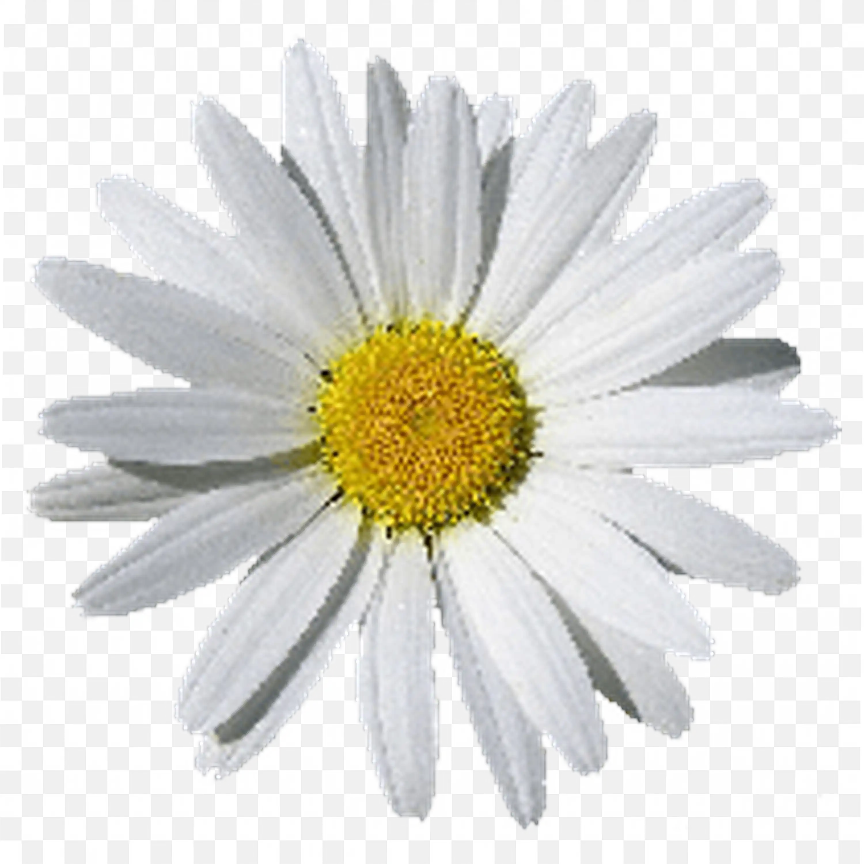 White Daisy Flower with Long Petals and Yellow Center