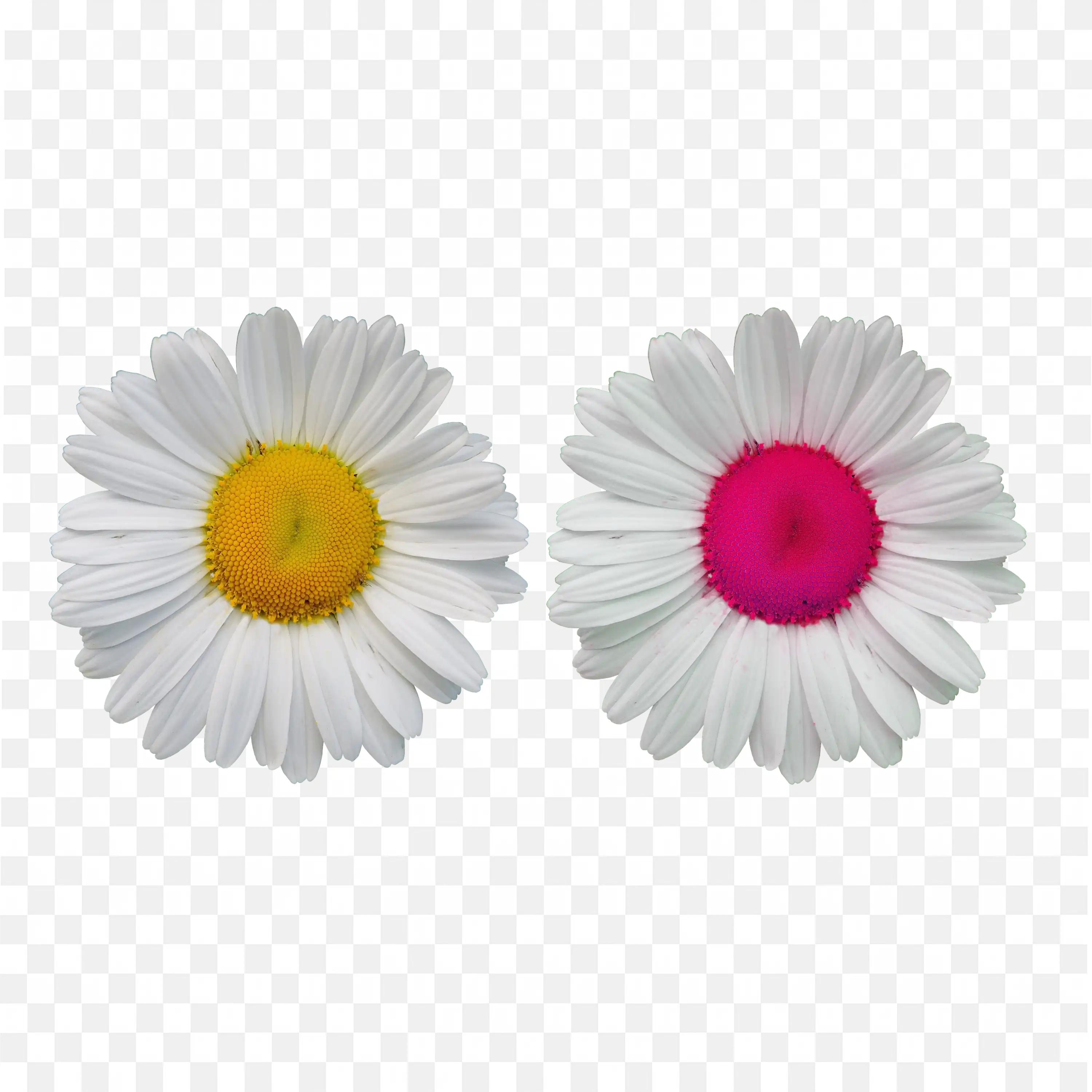 White Daisy Flower with Pink Center PNG Transparent