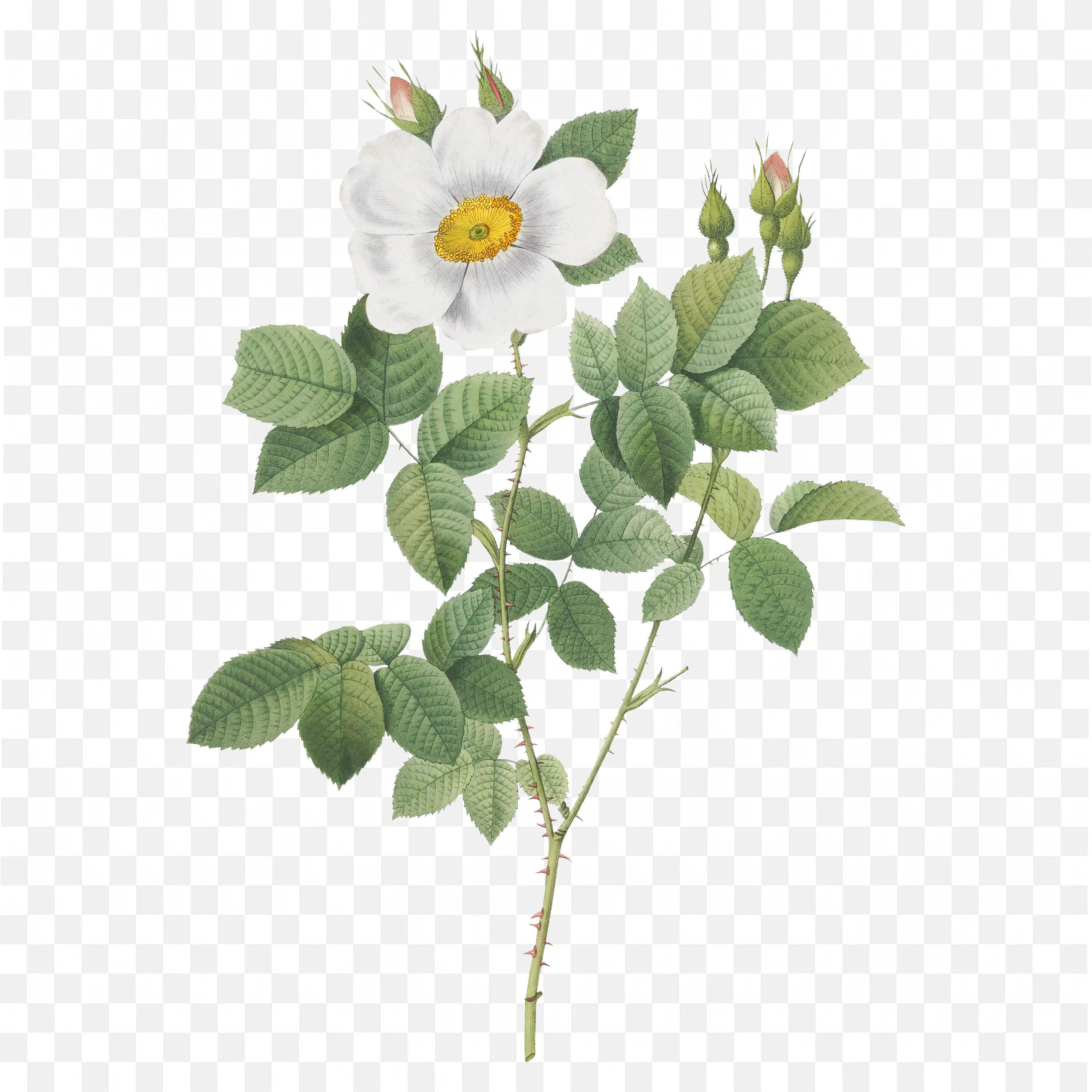 White Daisy Plant with Green Leaves Transparent PNG