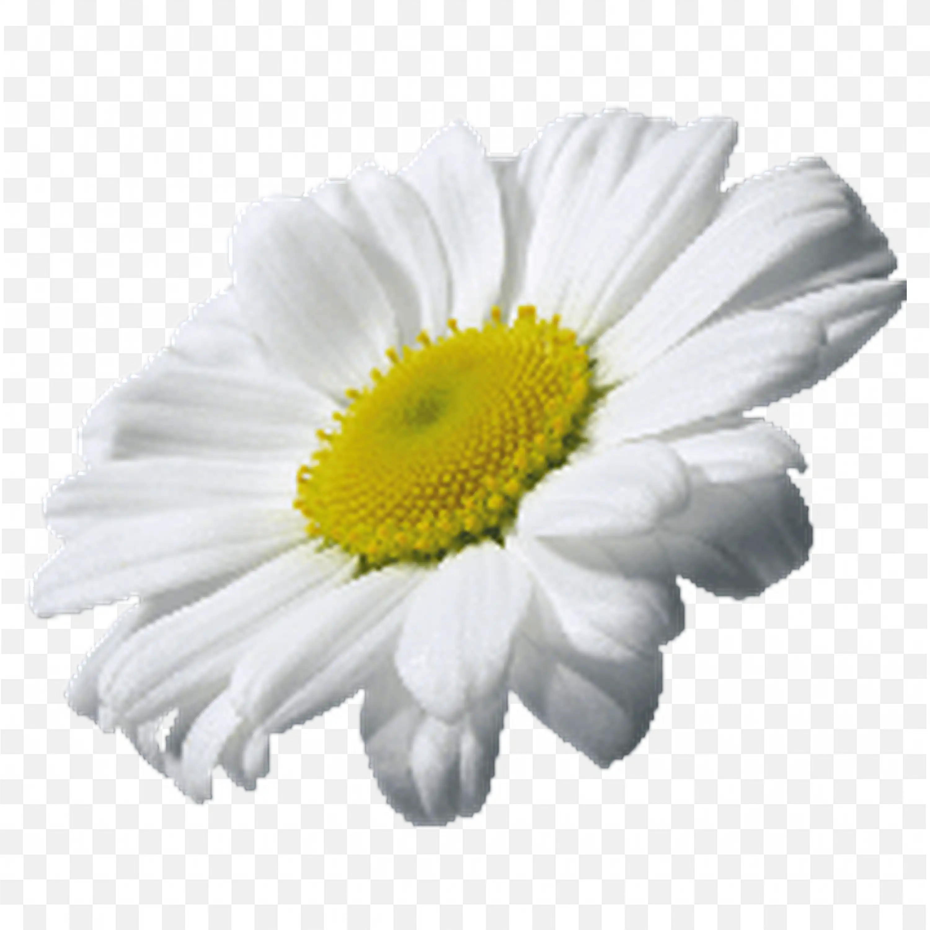 White Daisy with Shadows Realistic Nature Floral Design